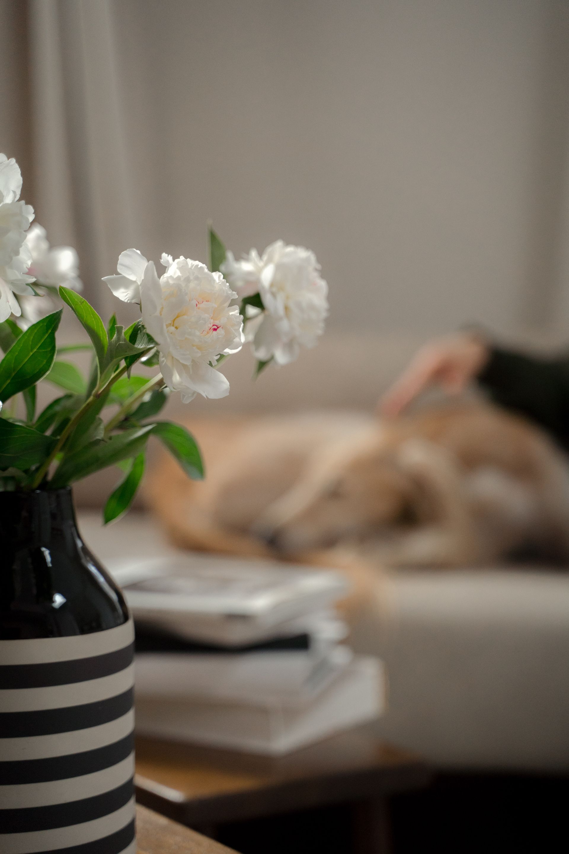 Bloom My House, DIY flowers