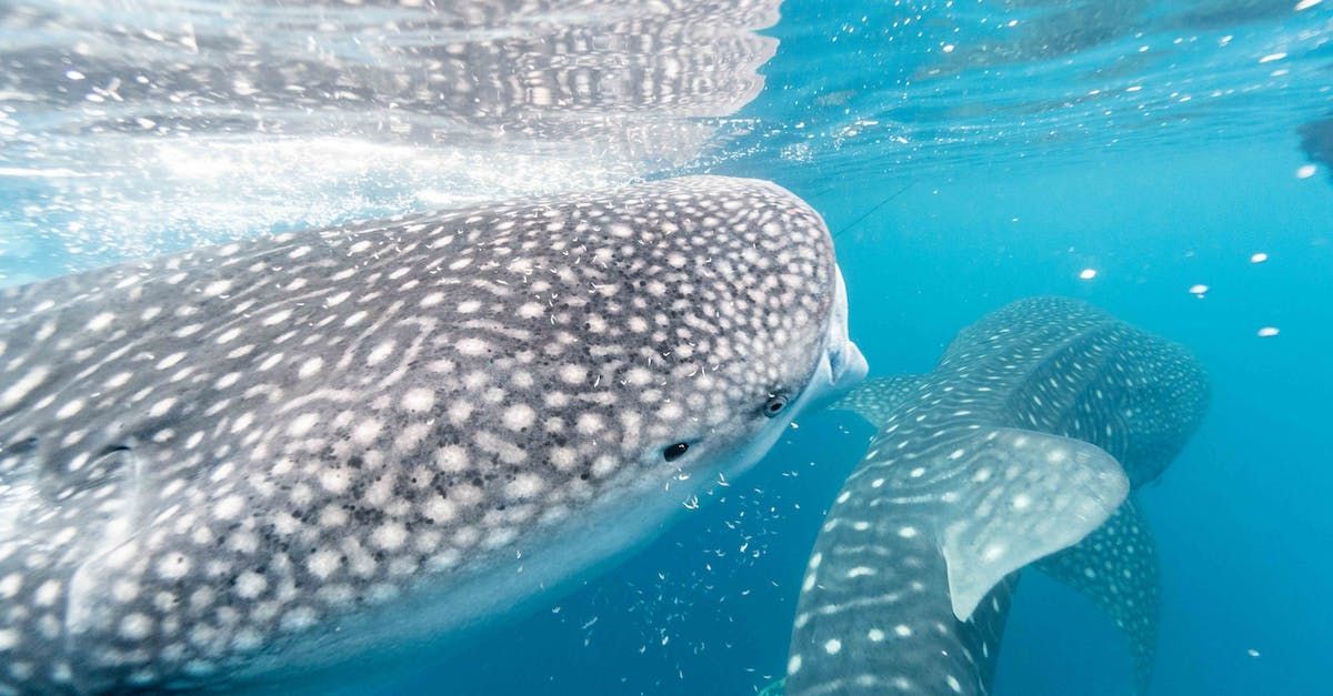 Two whale sharks are swimming in the ocean.