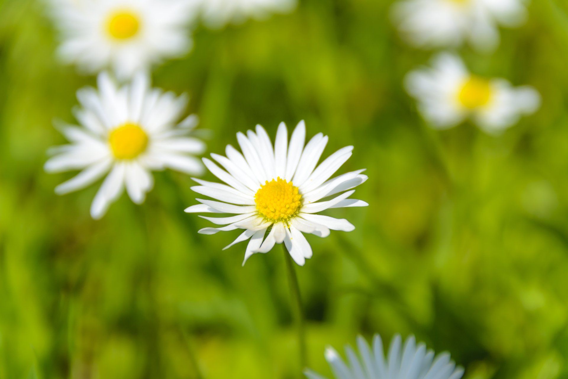 A picture of a daisy in a field