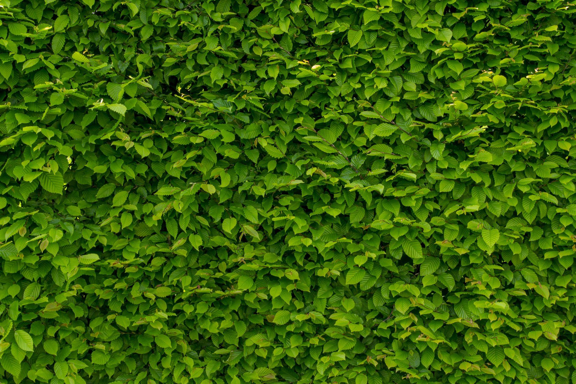 Full Green Wall