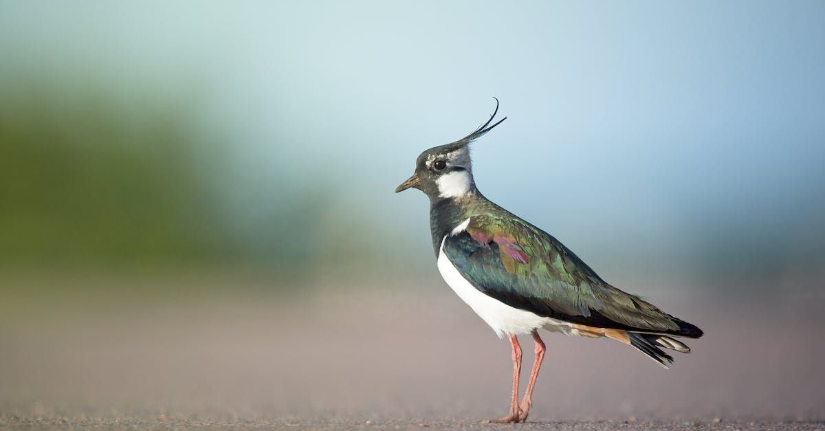 Nestvlieder