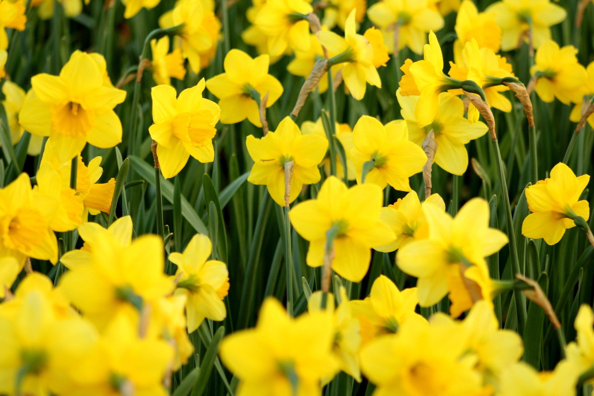 St. David's Day at Aberdare Market Quarter