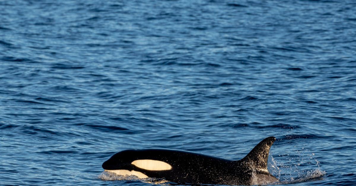 A black and white killer whale is swimming in the ocean near Tofino NC