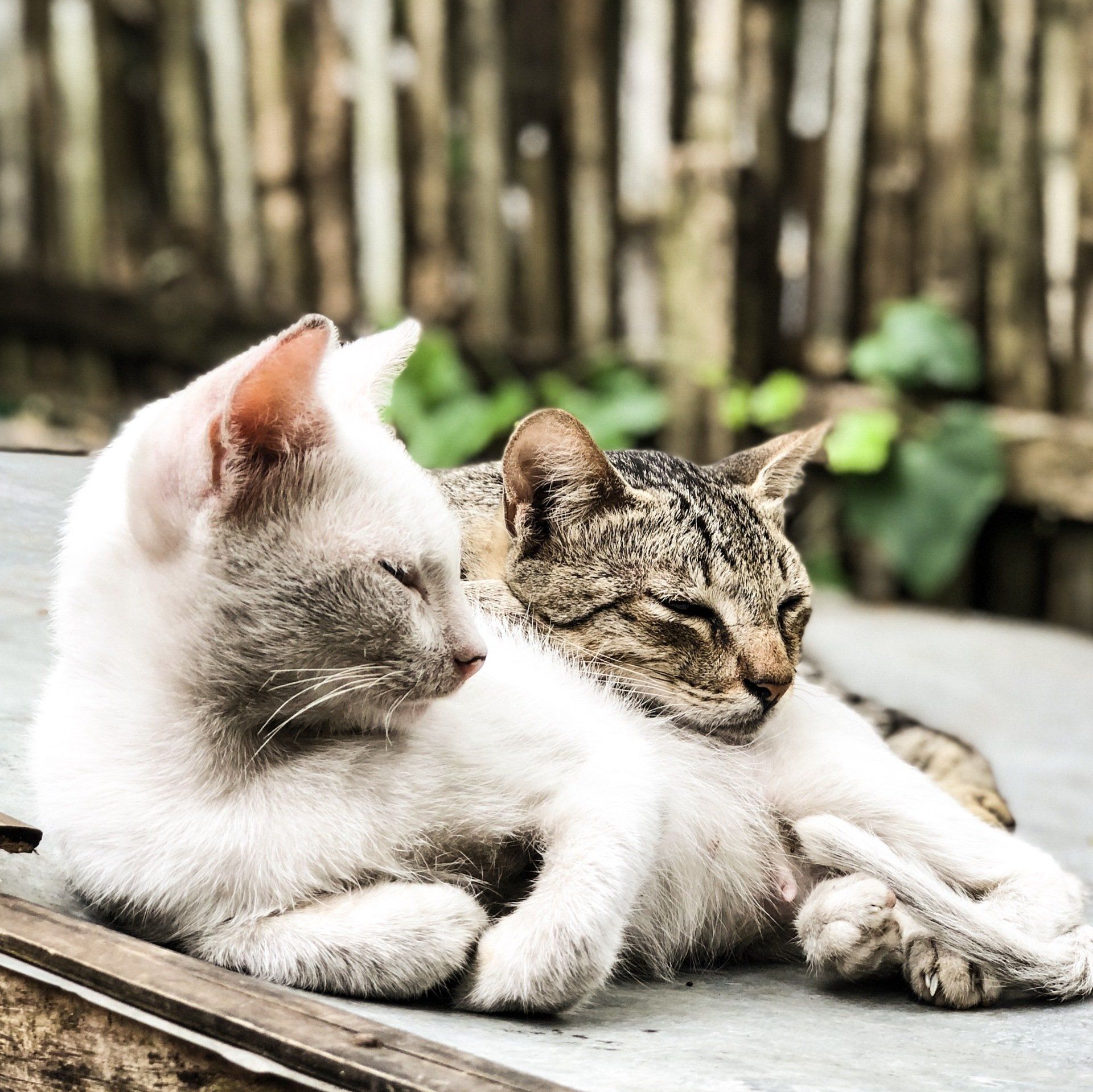 Photograph of two cats enjoying the relaxation of being outdoors in Upstate New York.