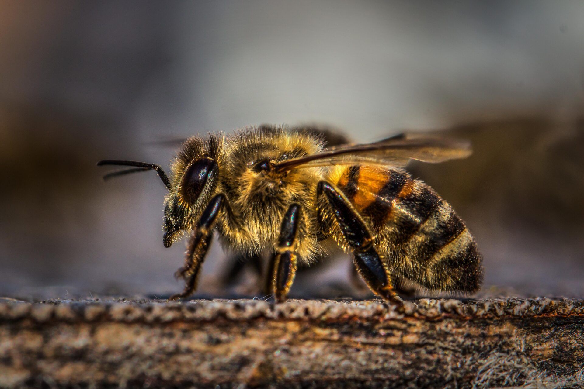 Bee