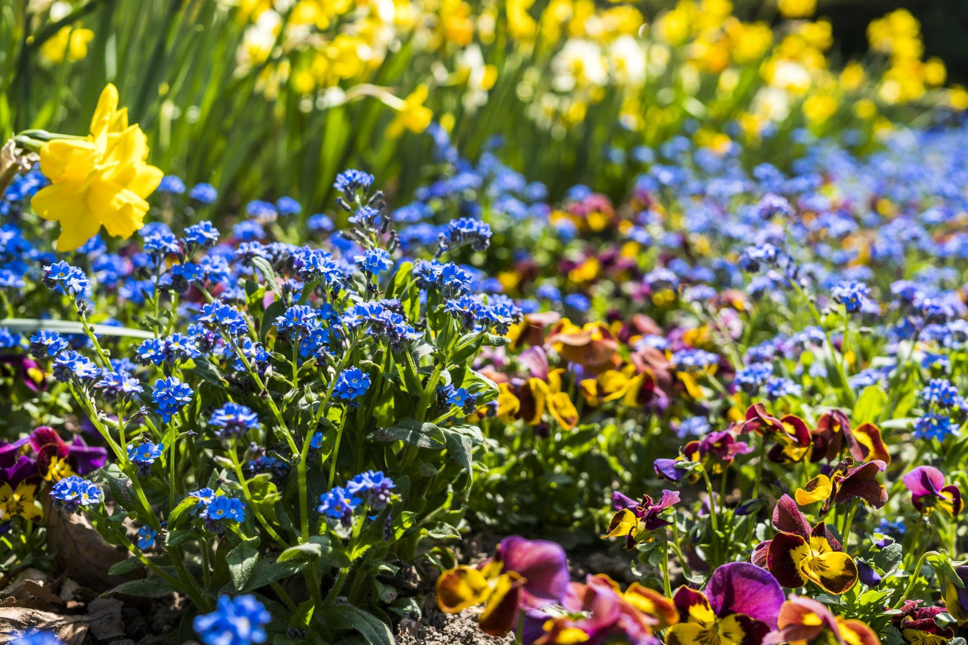flower bed and weed control for chicopee and ludlow