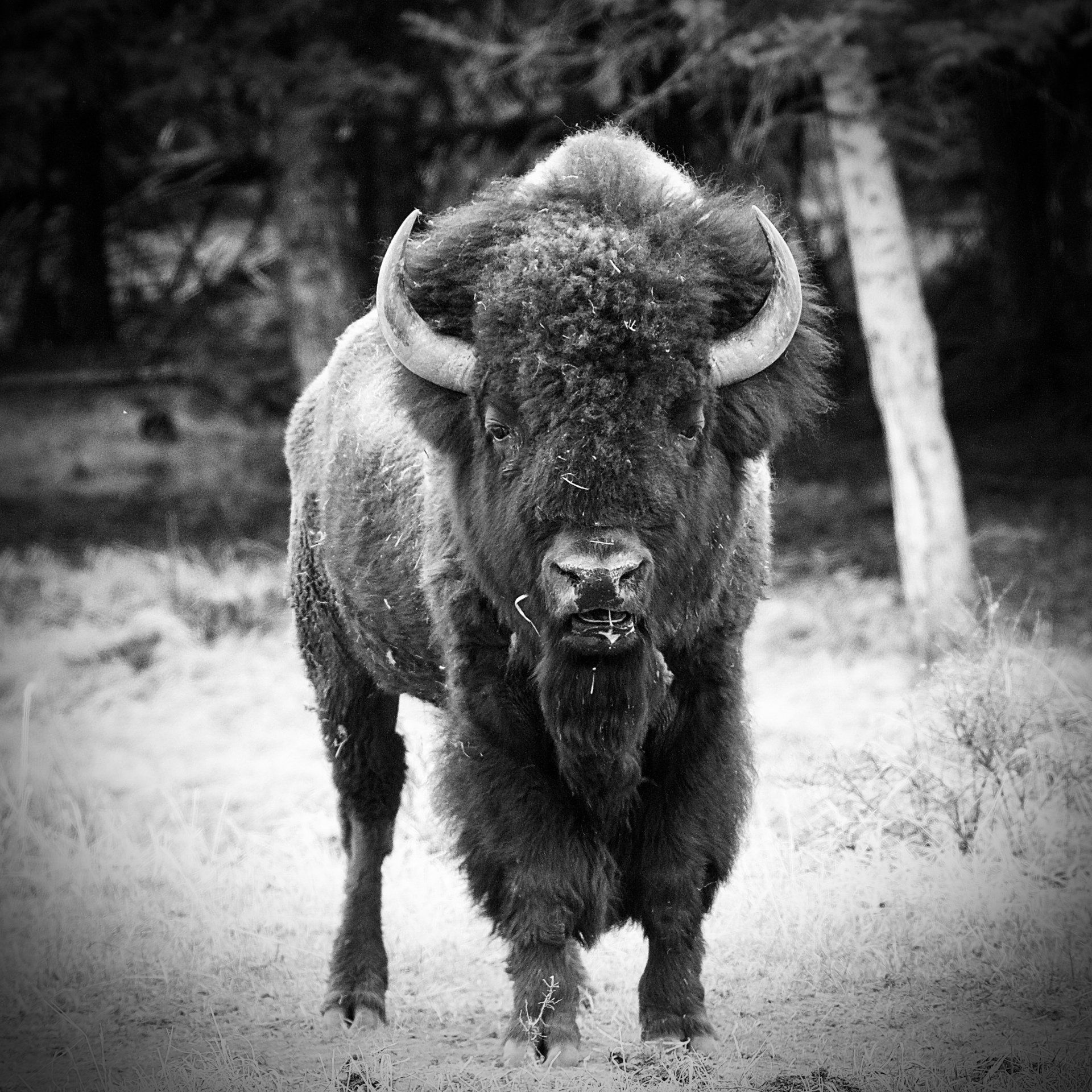 White Buffalo - True Love by Samantha Britt Beaumont