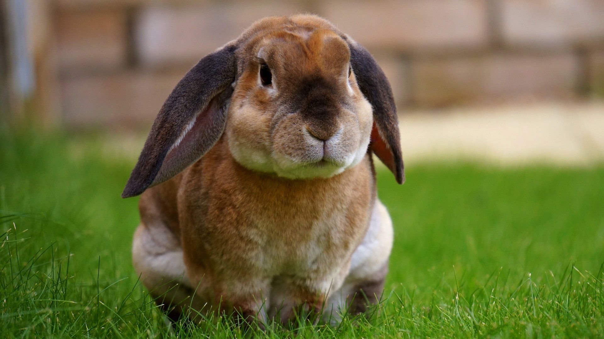 Rabbits for Sale @Creatures & Critters Pet shop Hillcrest
