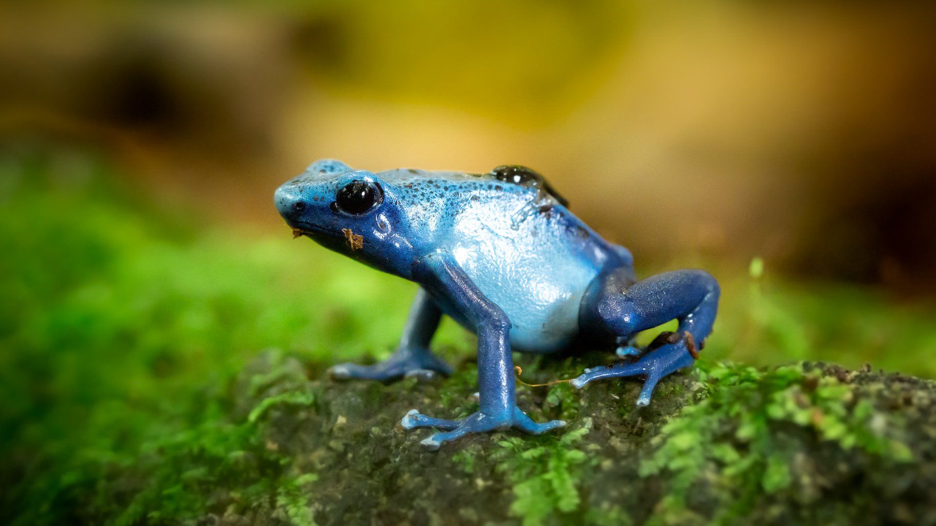 A blue frog is sitting on a mossy rock.