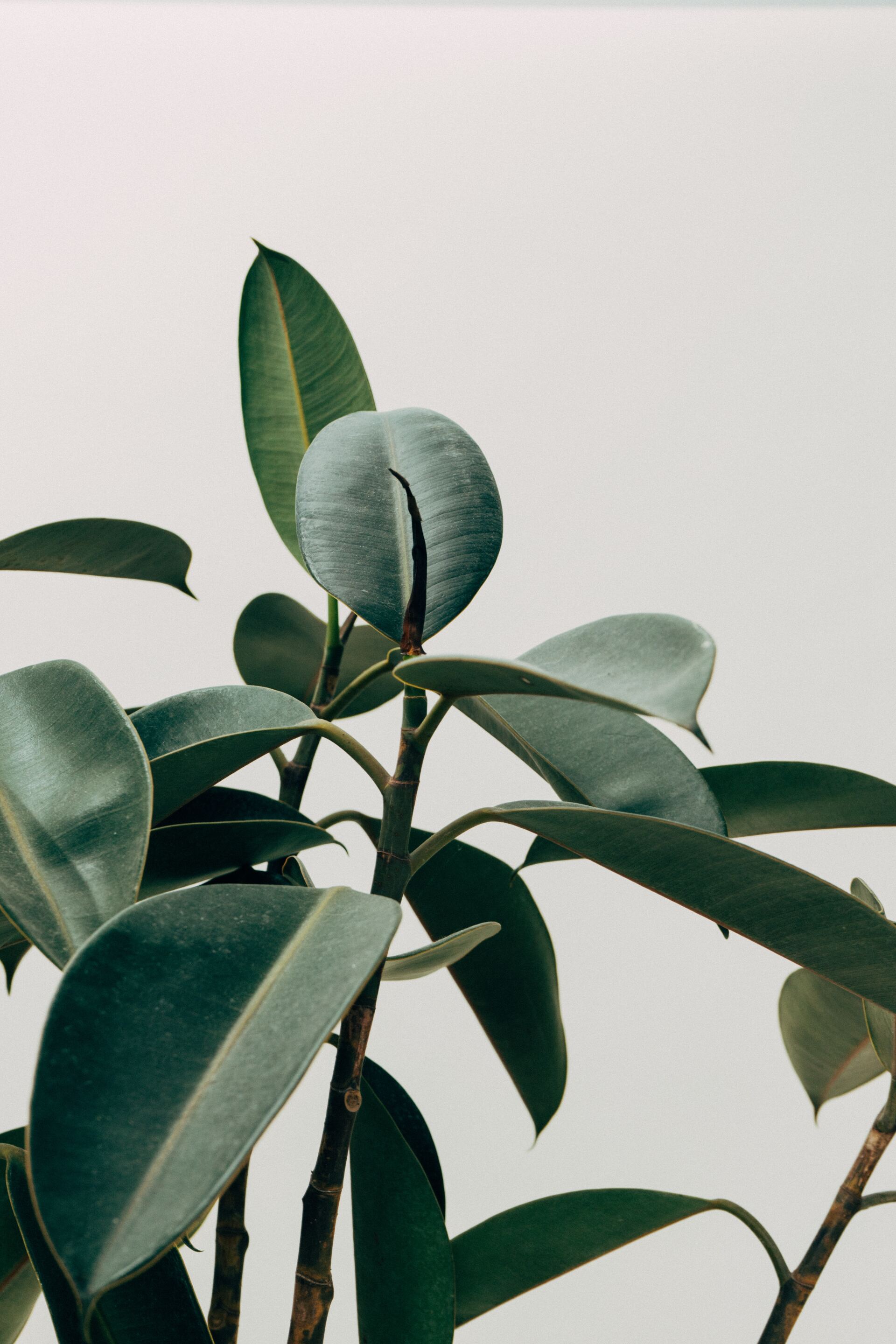 A close up of a plant with green leaves on a white background.