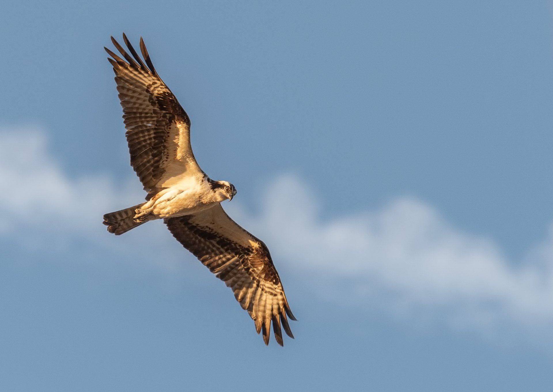 Osprey in flight