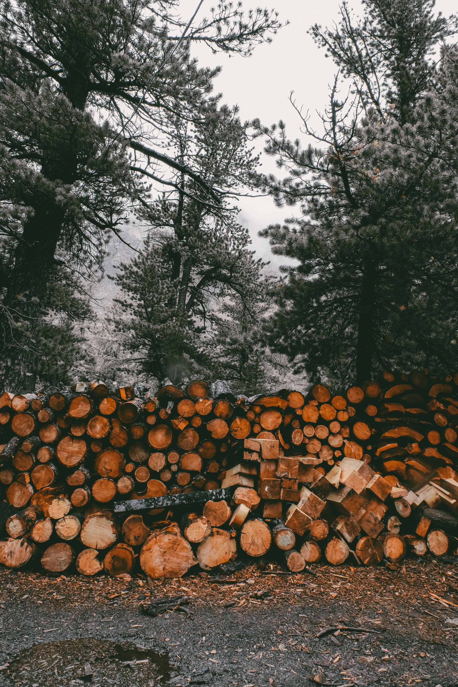 trees forest 
