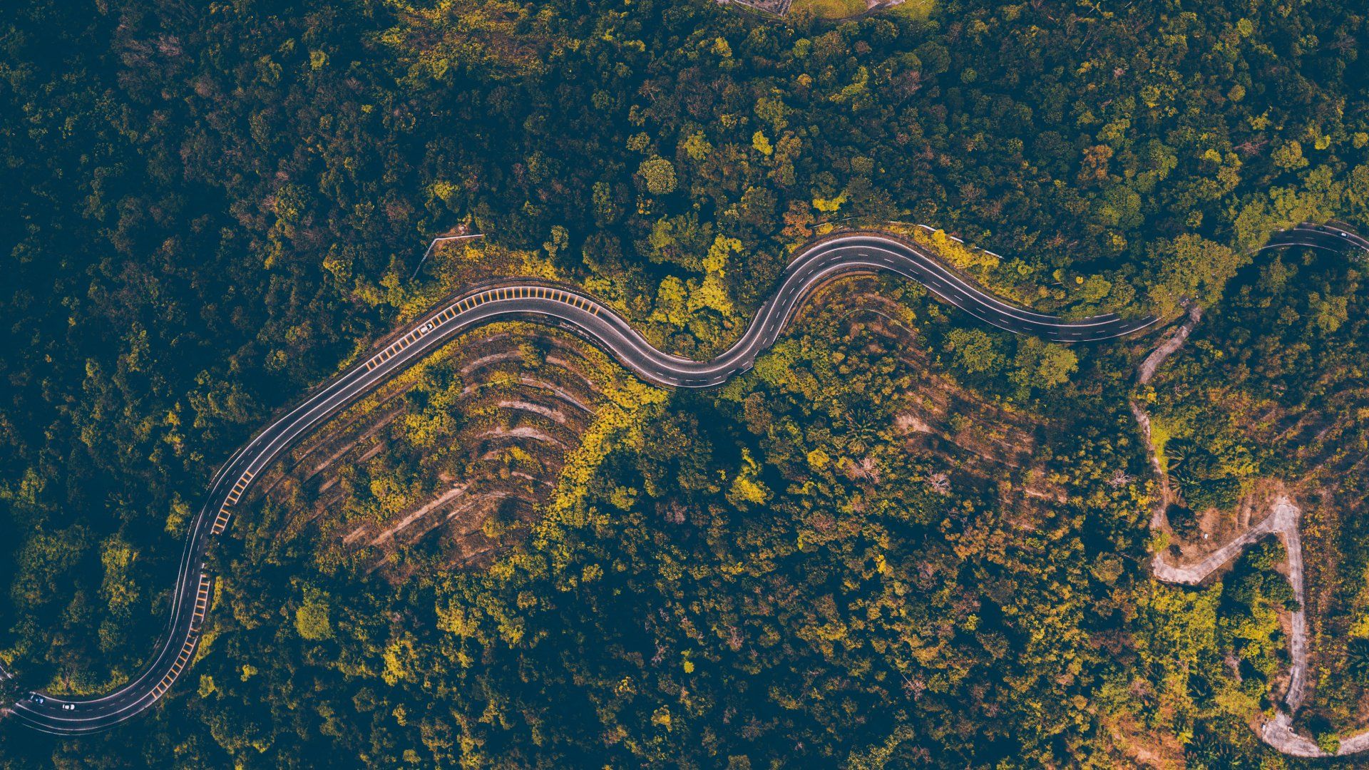 A winding road curves through dense forest in warm green and gold tones.