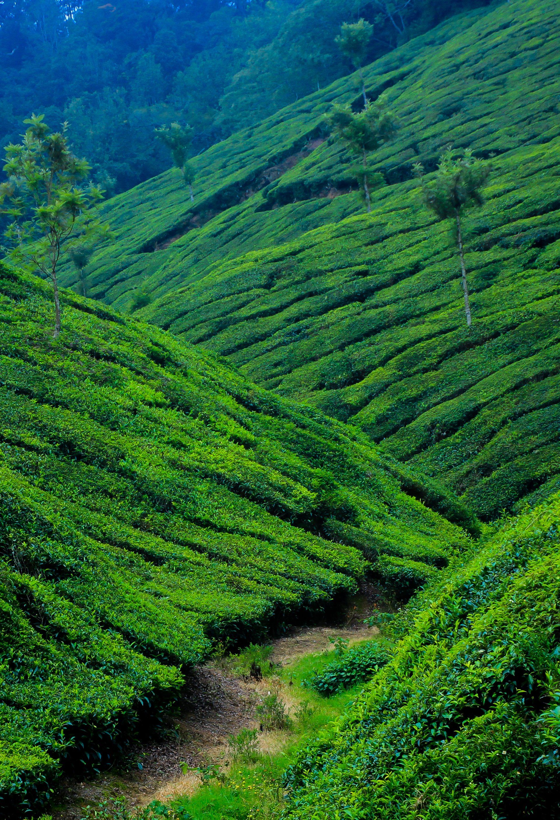 Kerala holidays