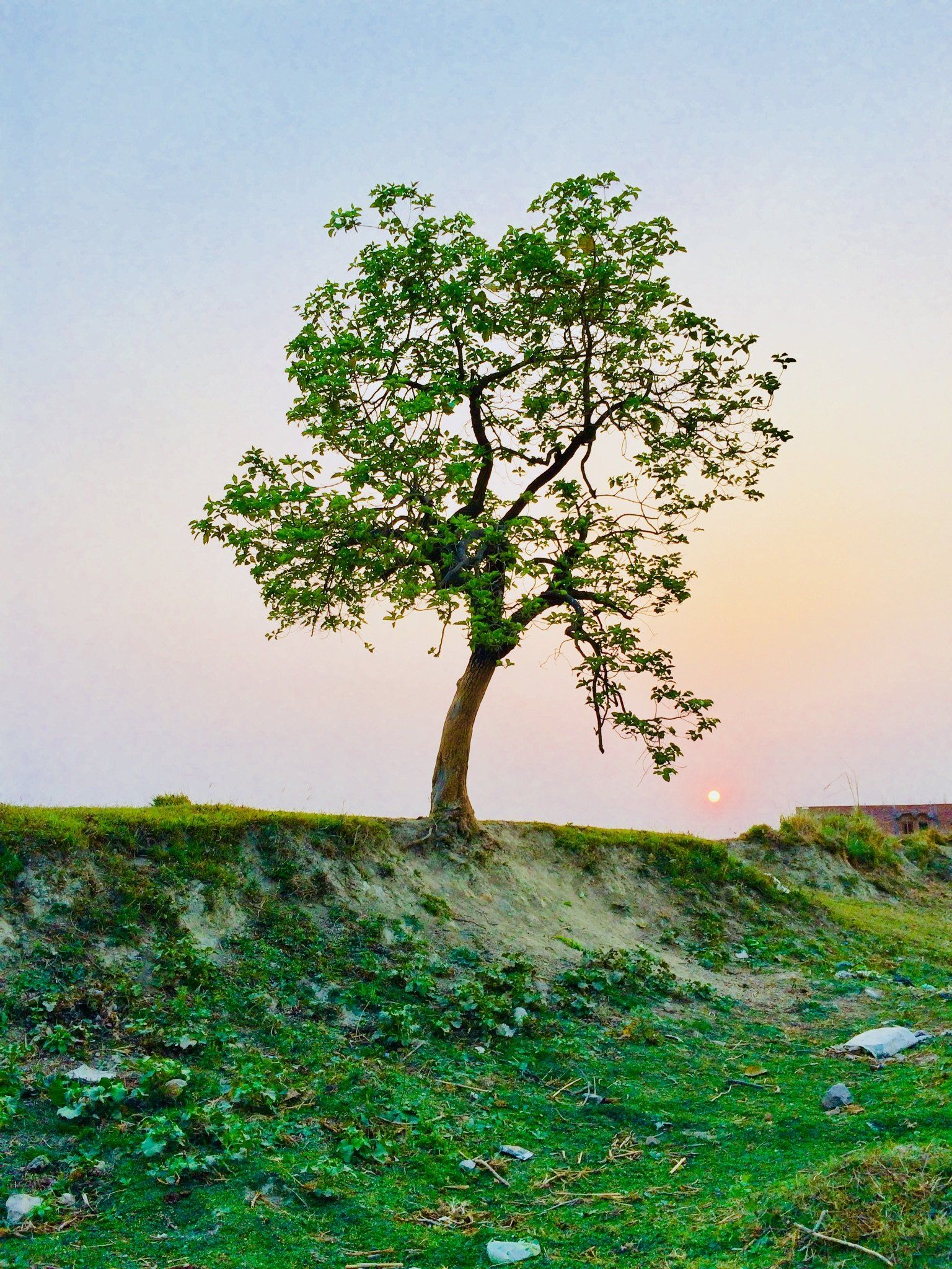 Tree Service for Austin, TX