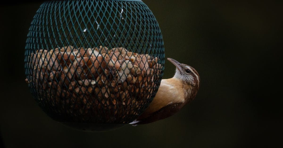Brown bird eating peanuts from a black wire feeder. Dark background.