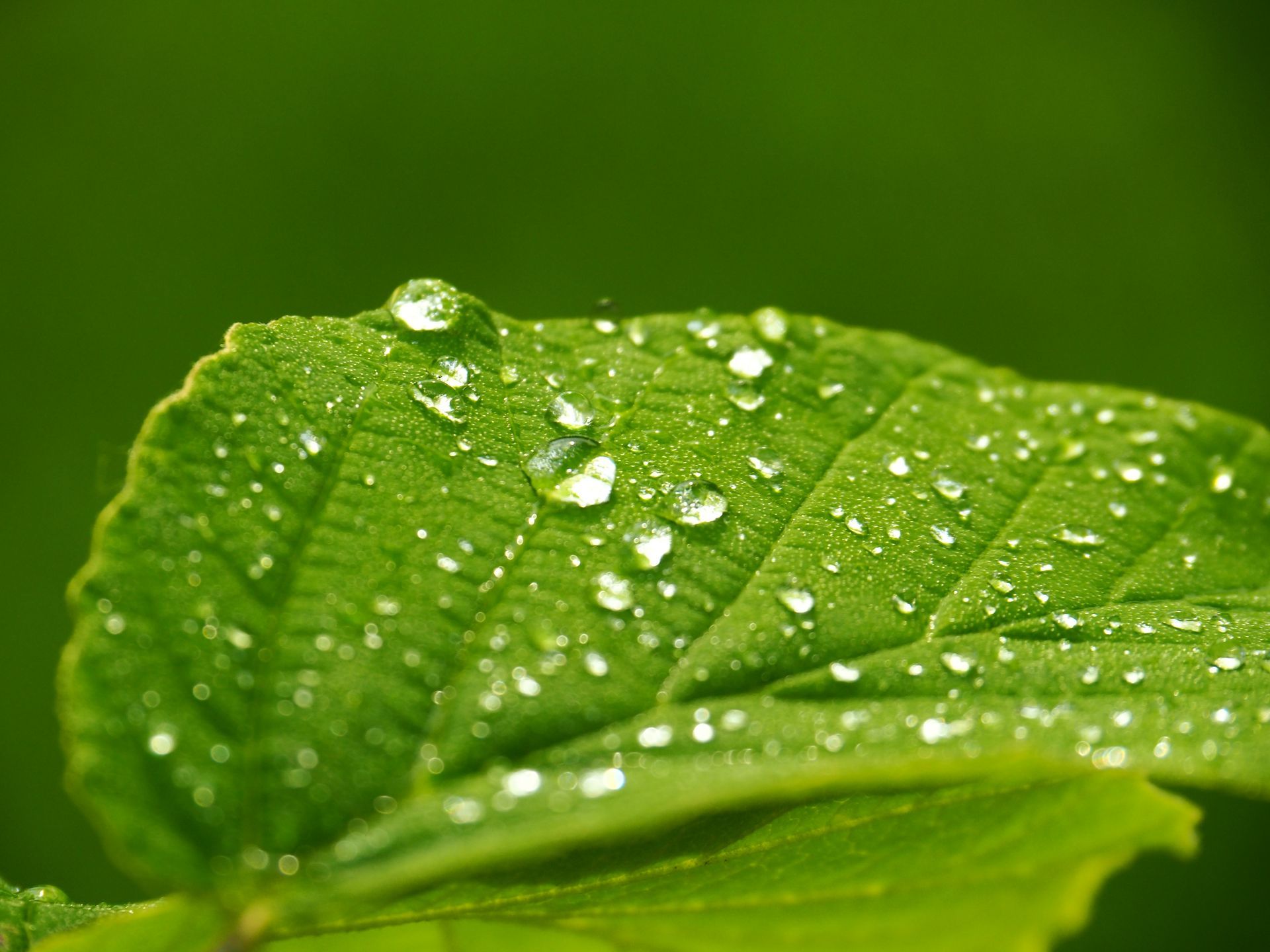 Miracle of a New Leaf by Sue Cartwright, Spiral Leaf
