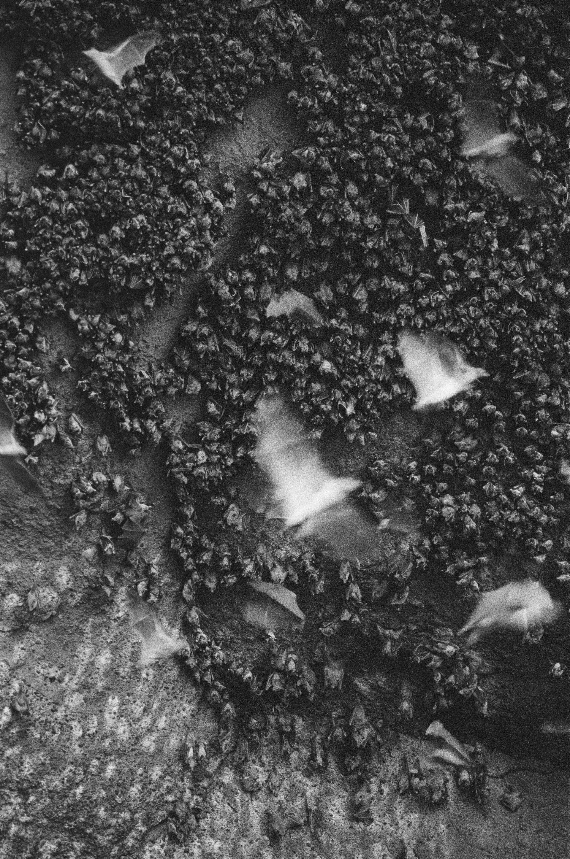 Bats roosting on a dark surface, a dense cluster with some in flight, creating blurry white shapes.