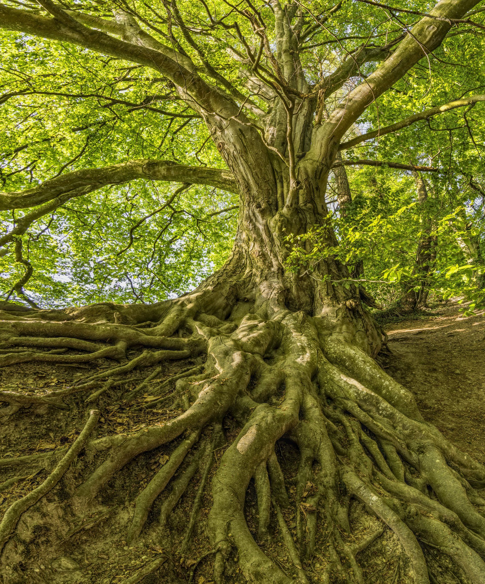 A tree with a lot of roots growing out of the ground.