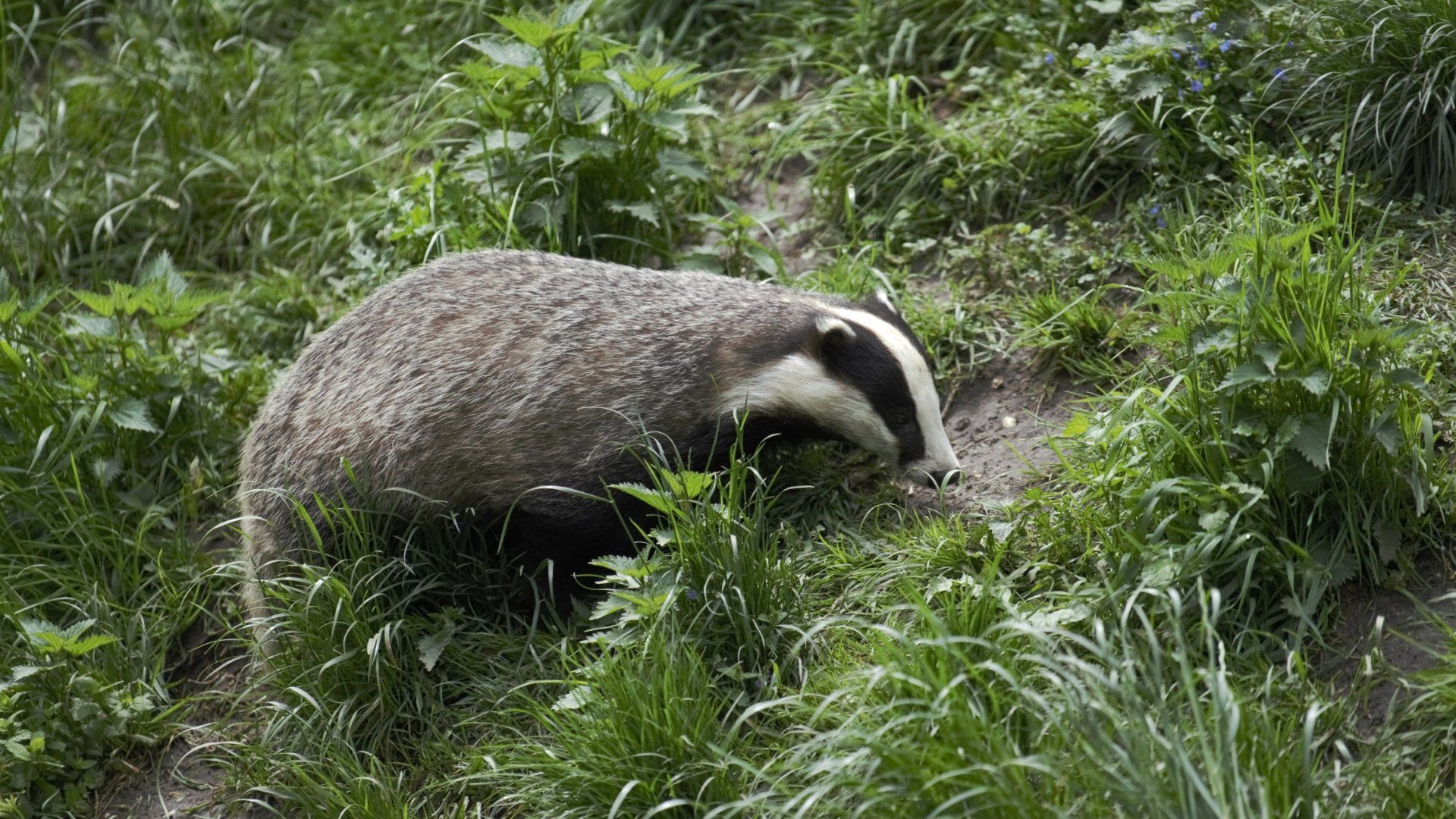 End Badger Cull