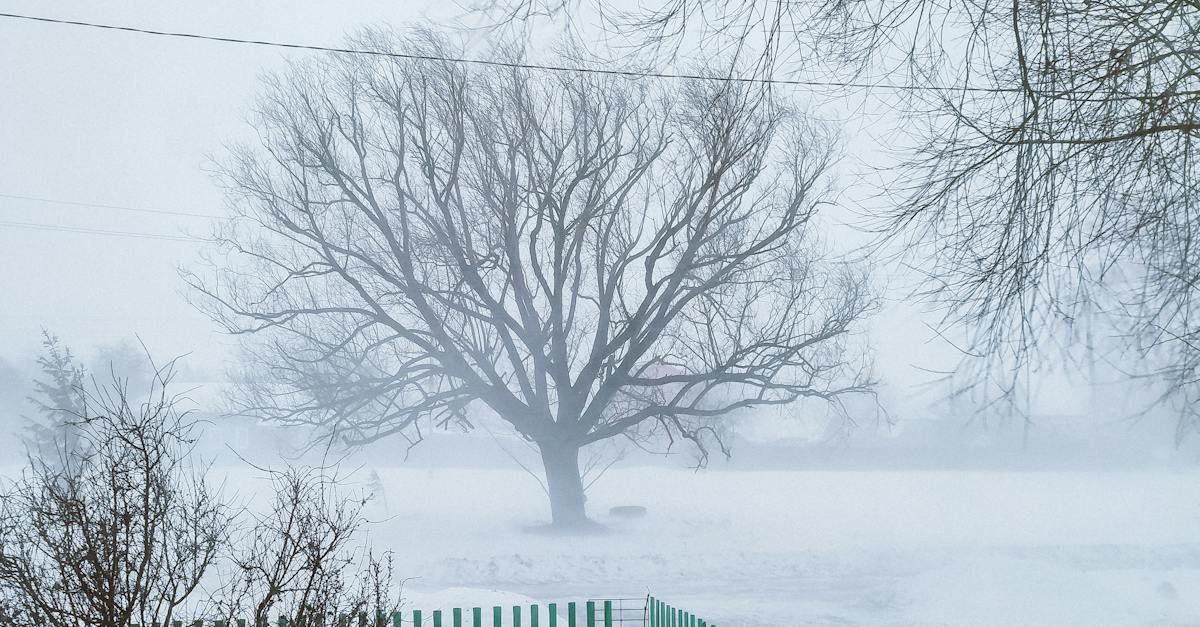 A tree in the middle of a snowy field with a fence in the foreground.