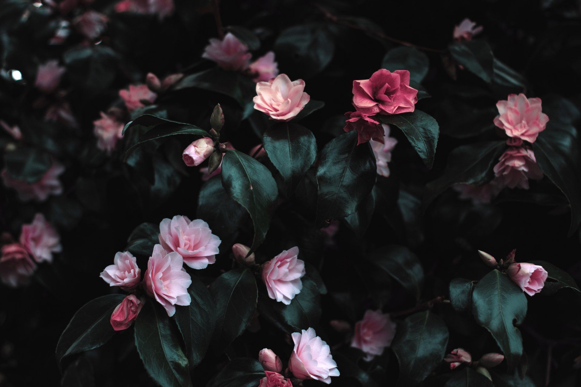 flores y plantas cecilia