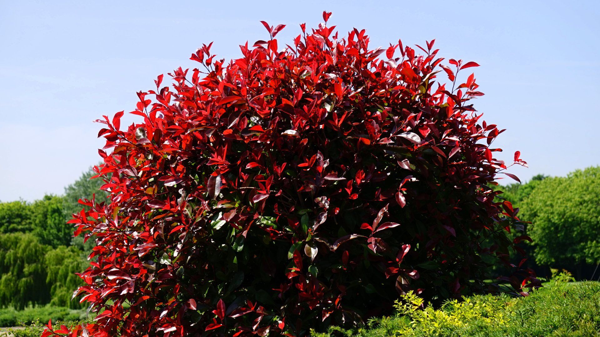 A bush with red leaves against a blue sky