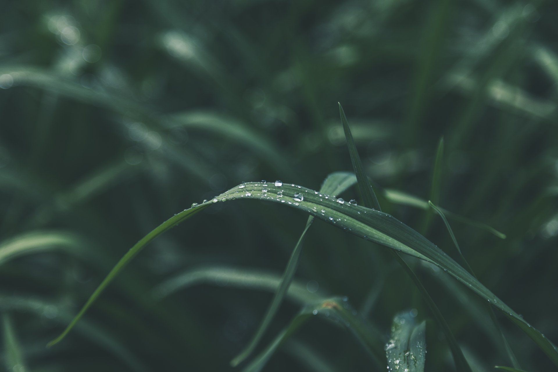 A close up of a leaf with water drops on it.