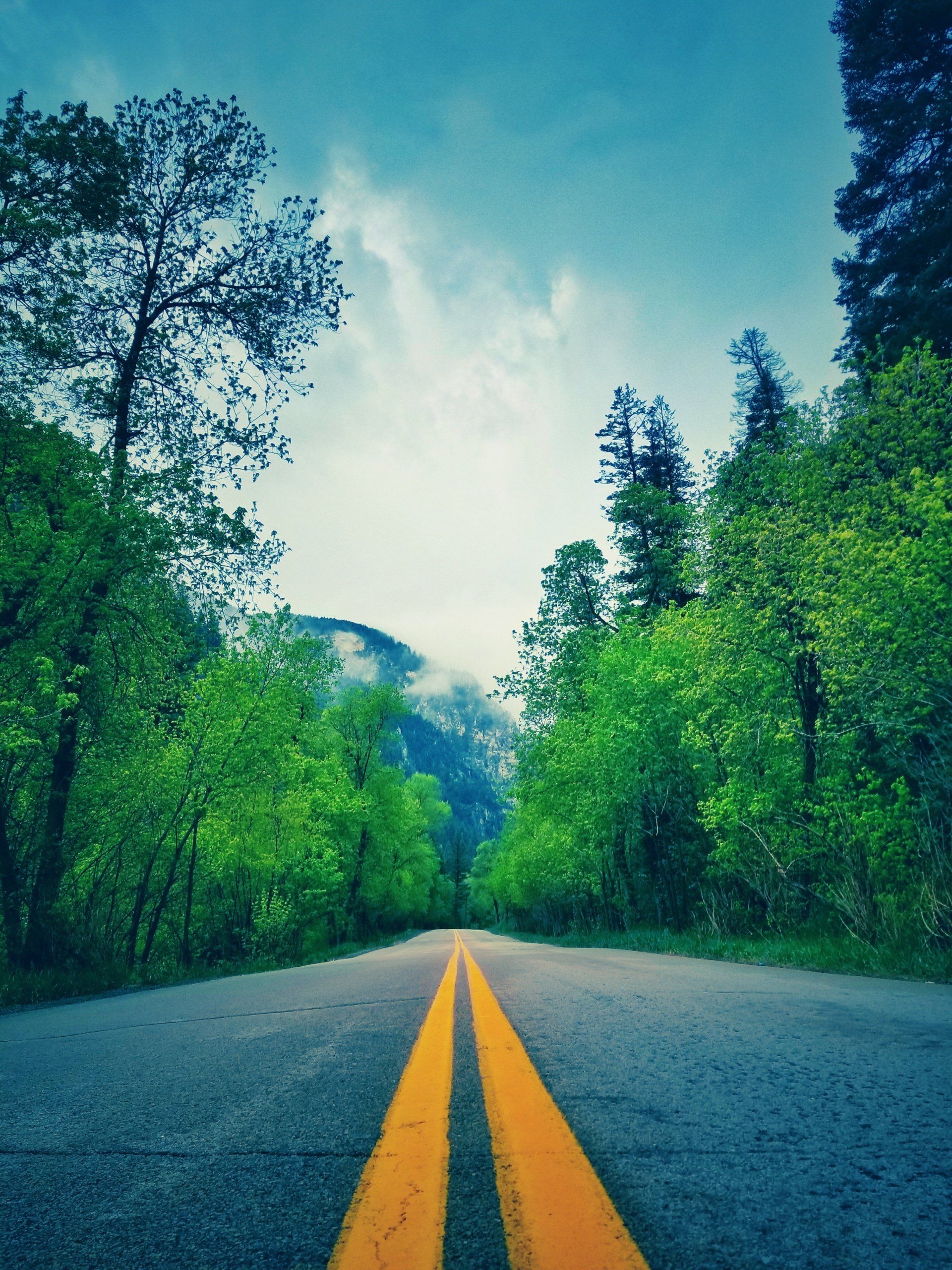 A road going through a forest with mountains in the background