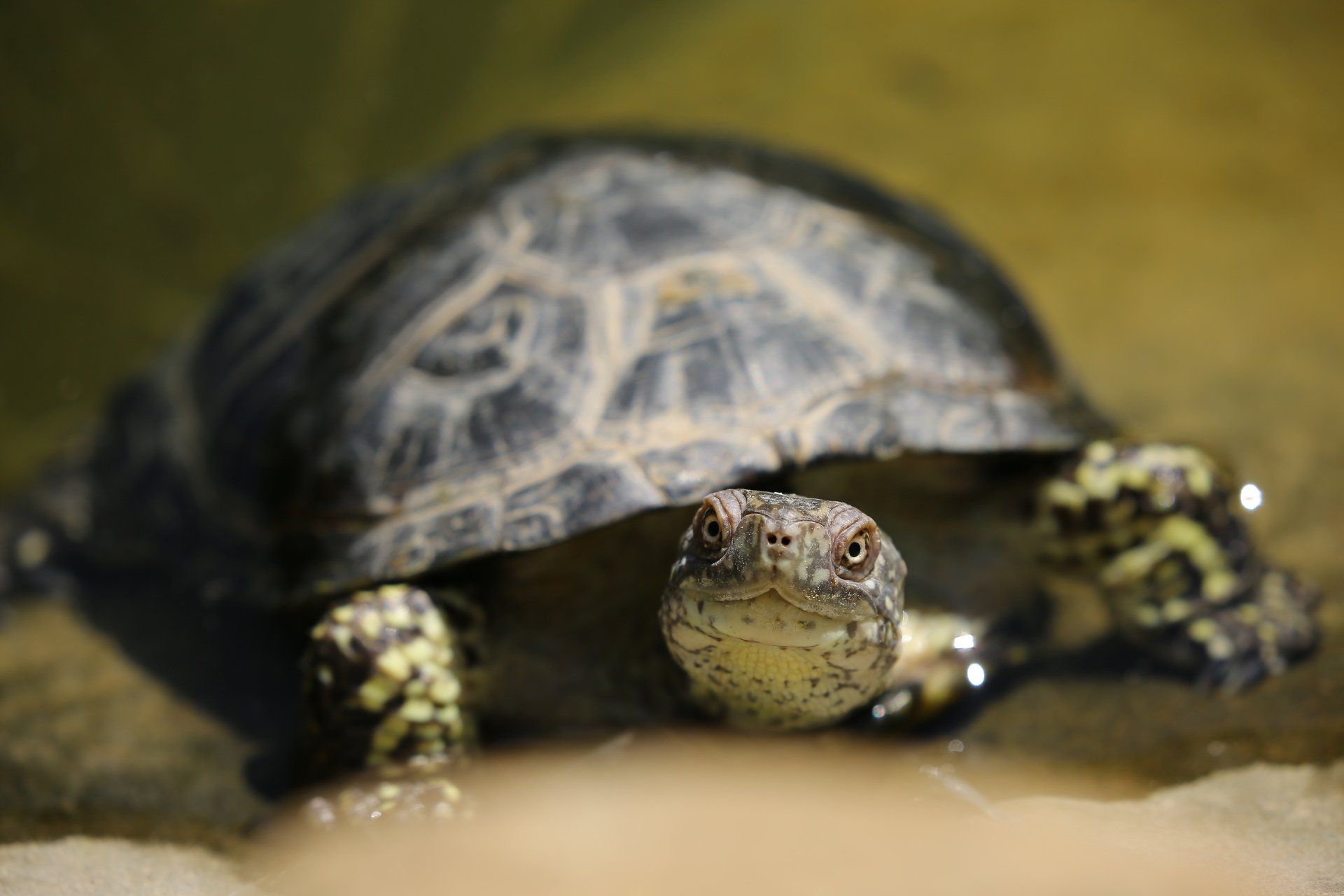 girl moms, boy moms, turtle in the road, what's a girl to do?