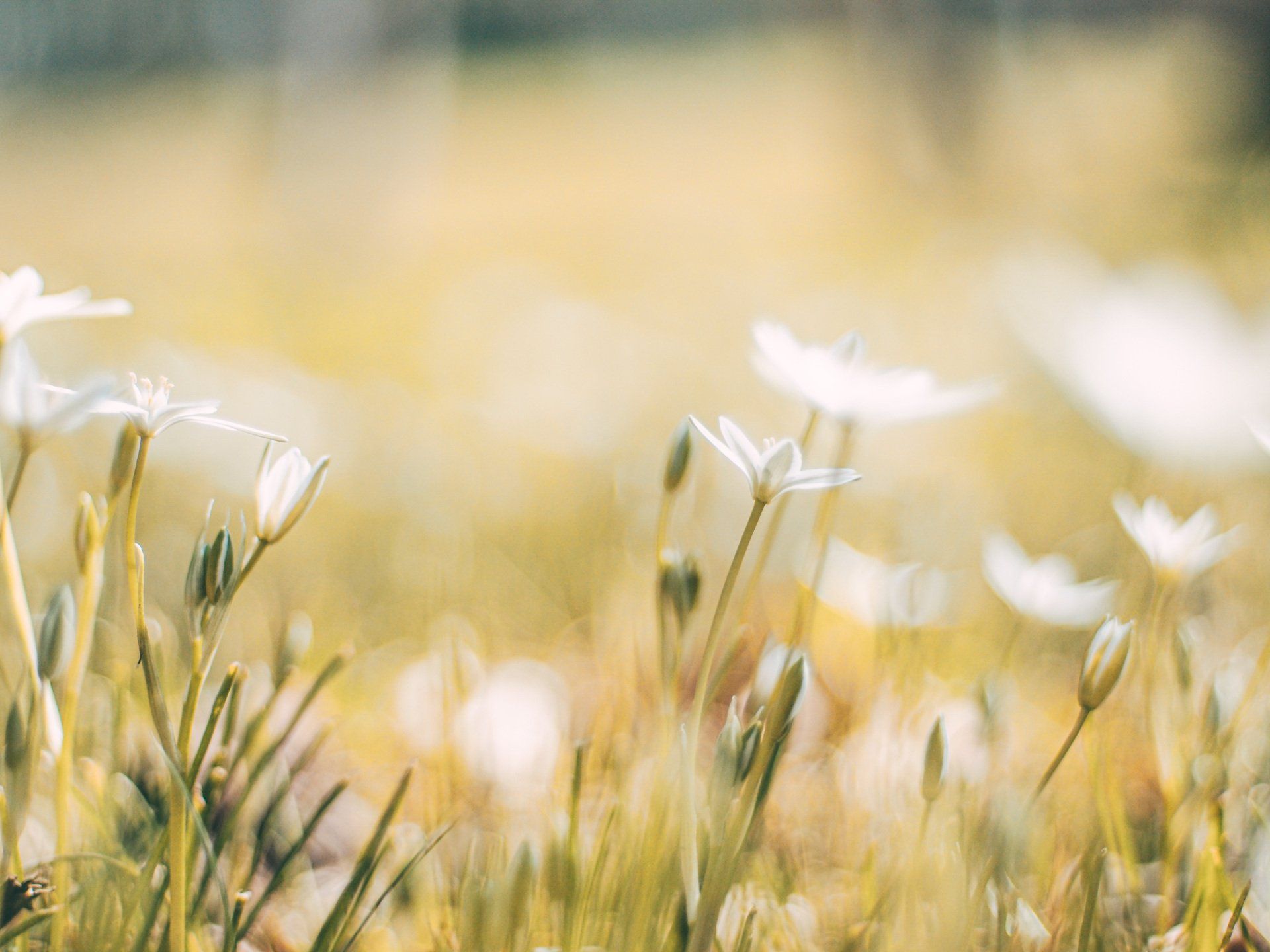 Sunny Summer Days by Sue Cartwright, Spiral Leaf A Wildflower Meadow - A Poem by Sue Cartwright, Spiral Leaf