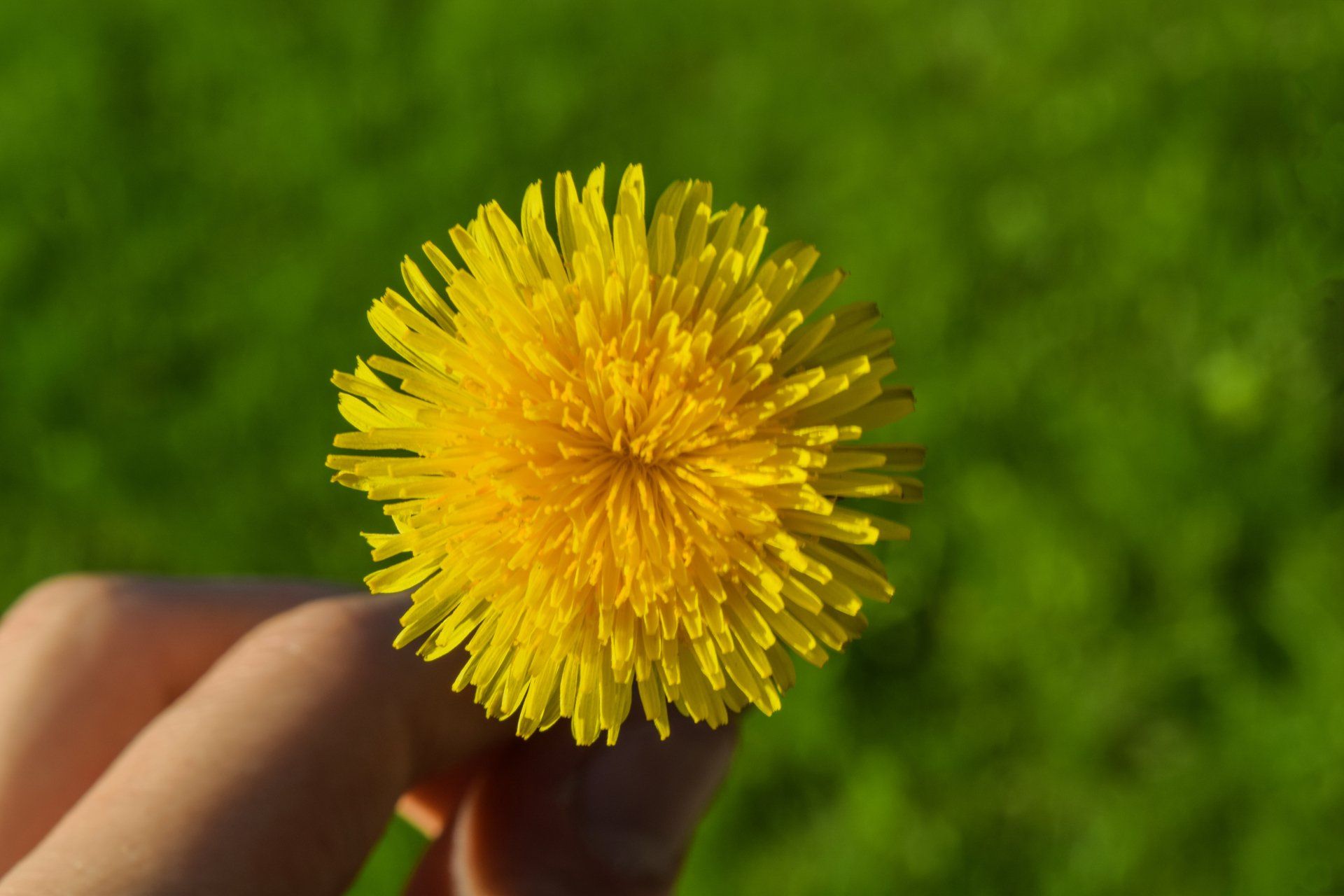 photo of an caiserabhán or the dandelion