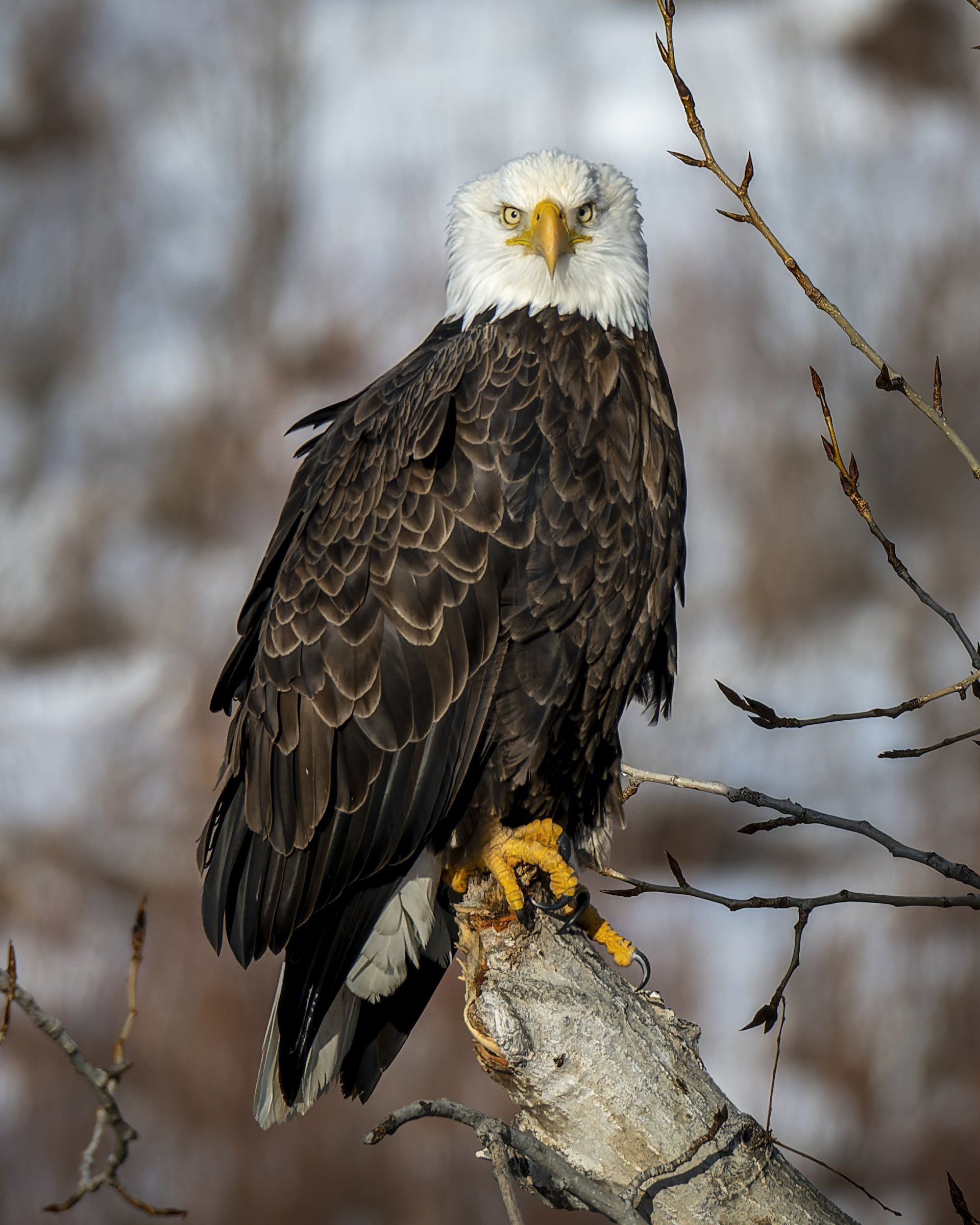 A bald eagle perched on a tree branch in the snow