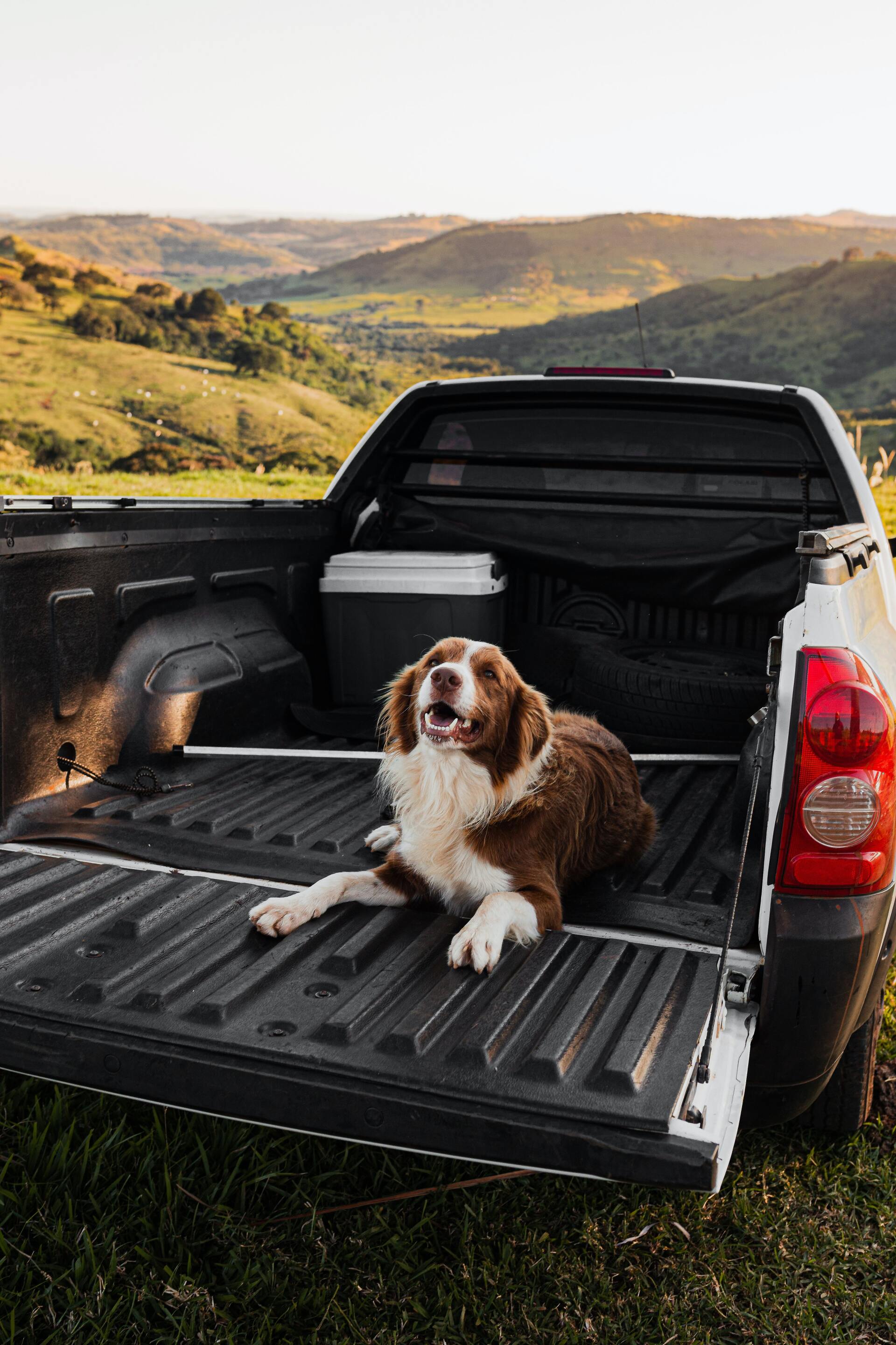 Brown-and-white dog lying in a black pickup truck bed with tailgate down, overlooking a hilly landscape.