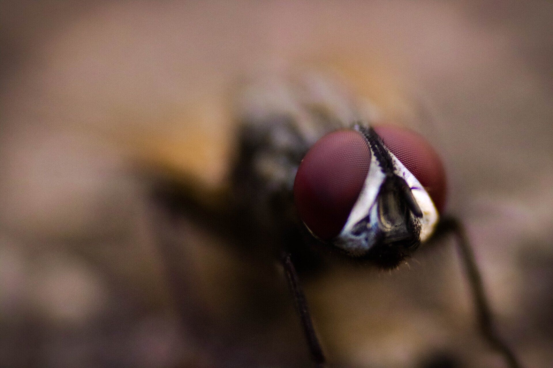 fly infestation