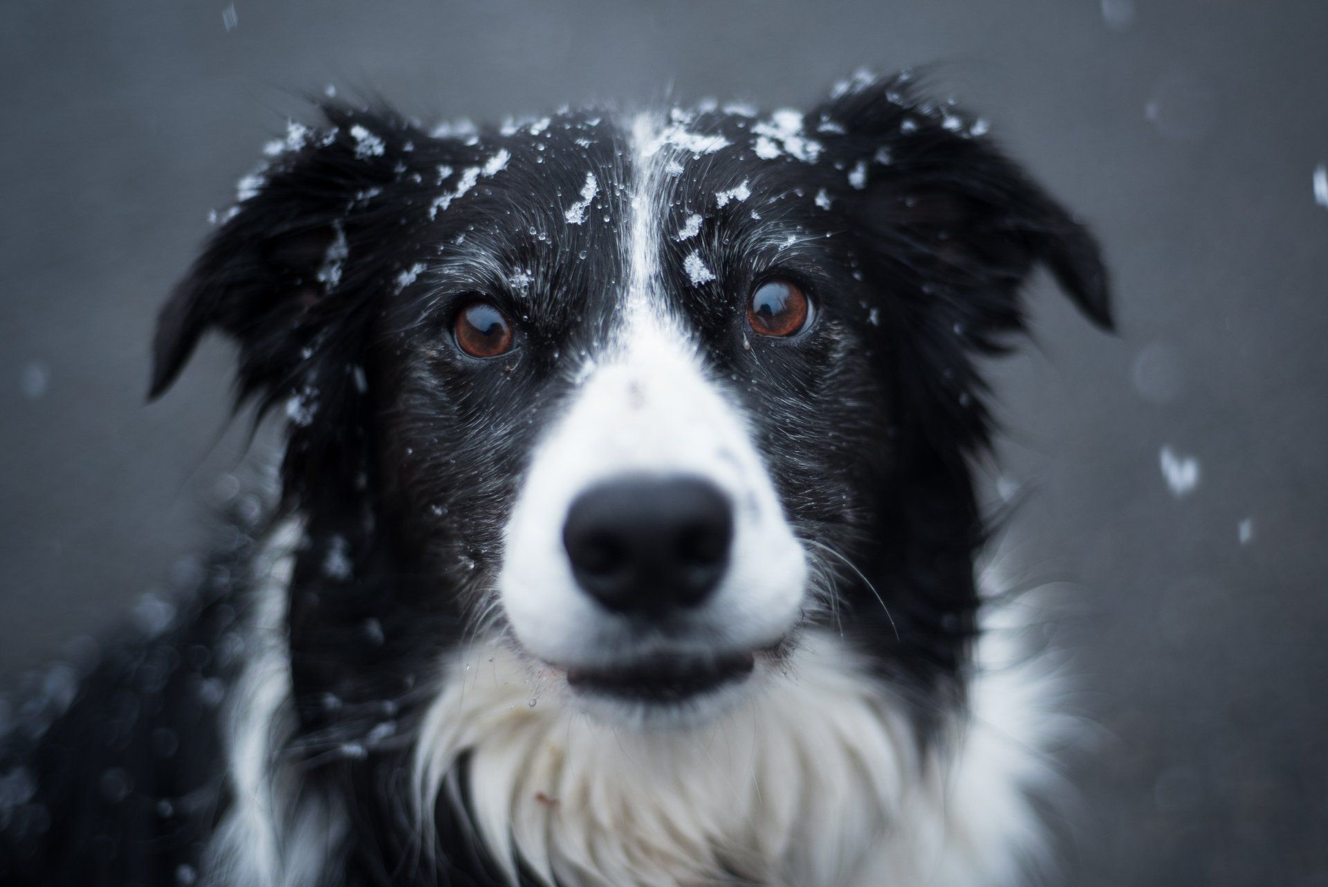dog in snow