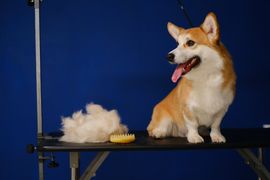 Dog grooming | Land O Lakes, FL | The Fur Flipper by Gloria