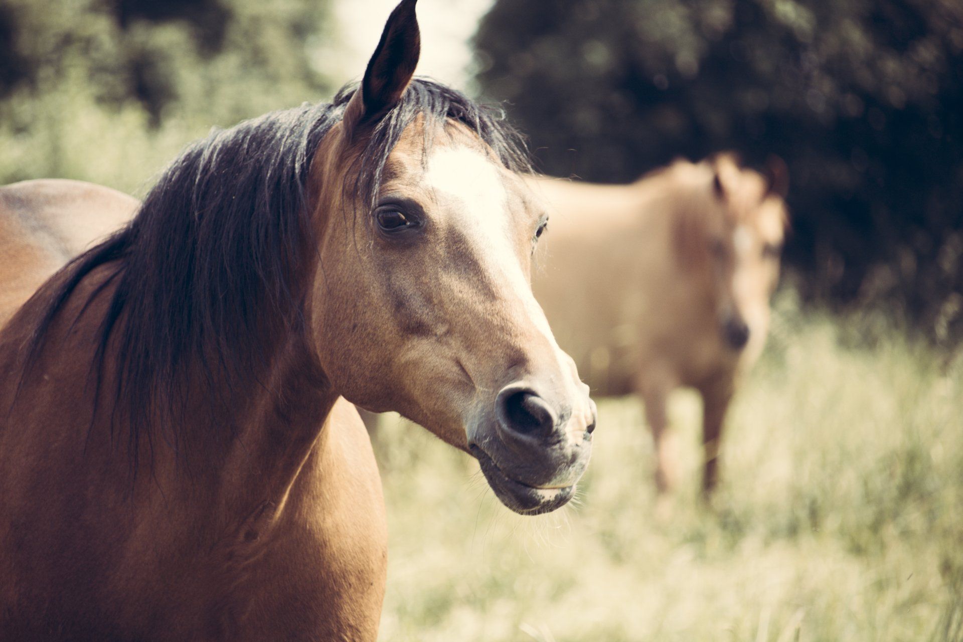 A brown horse is standing in a field with a cow in the background.