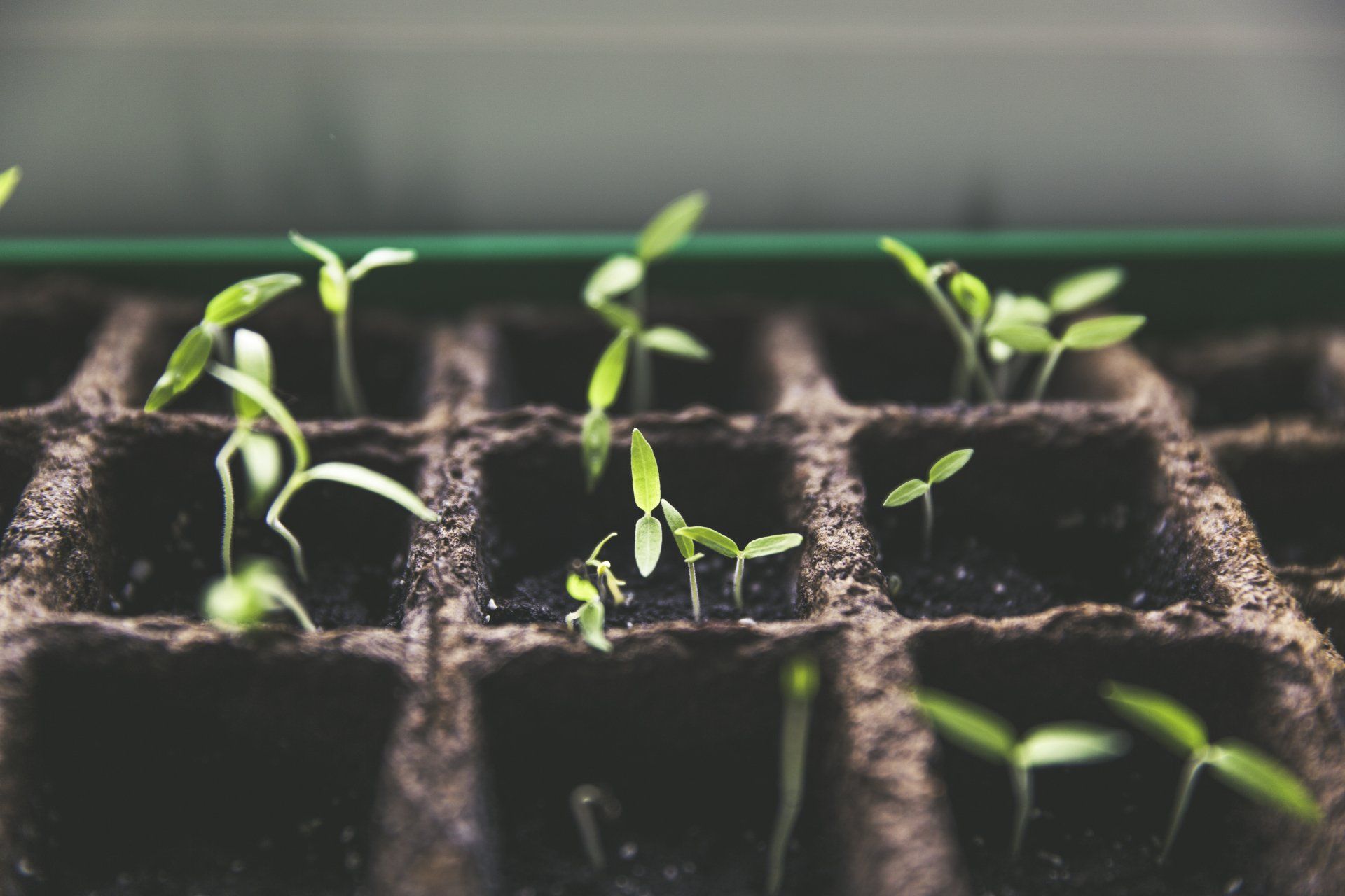 plant seedlings growing together in seed tray to represent growth and emergence - and starting fresh
