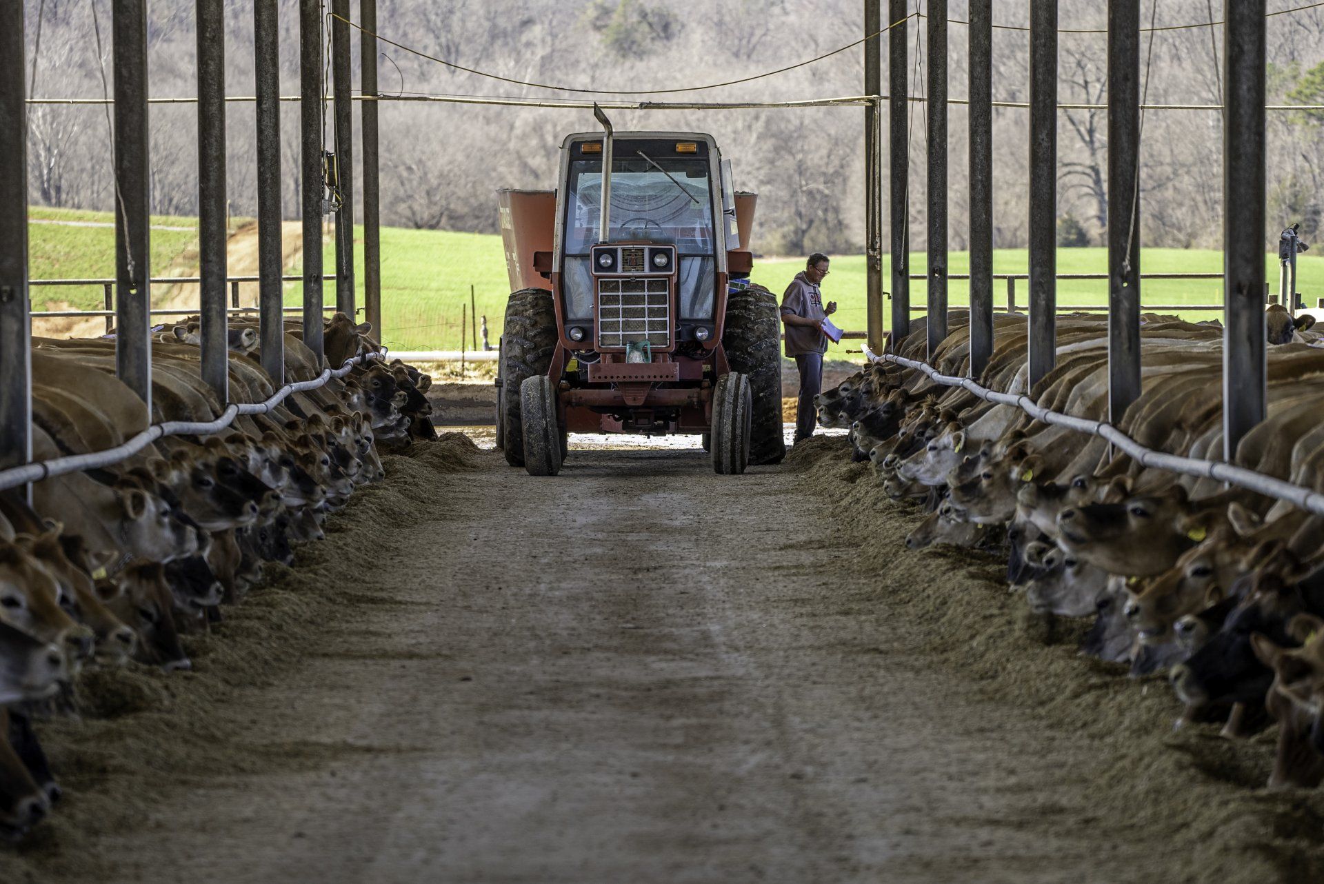 Un homme se tient à côté d'un tracteur dans une grange remplie de vaches.