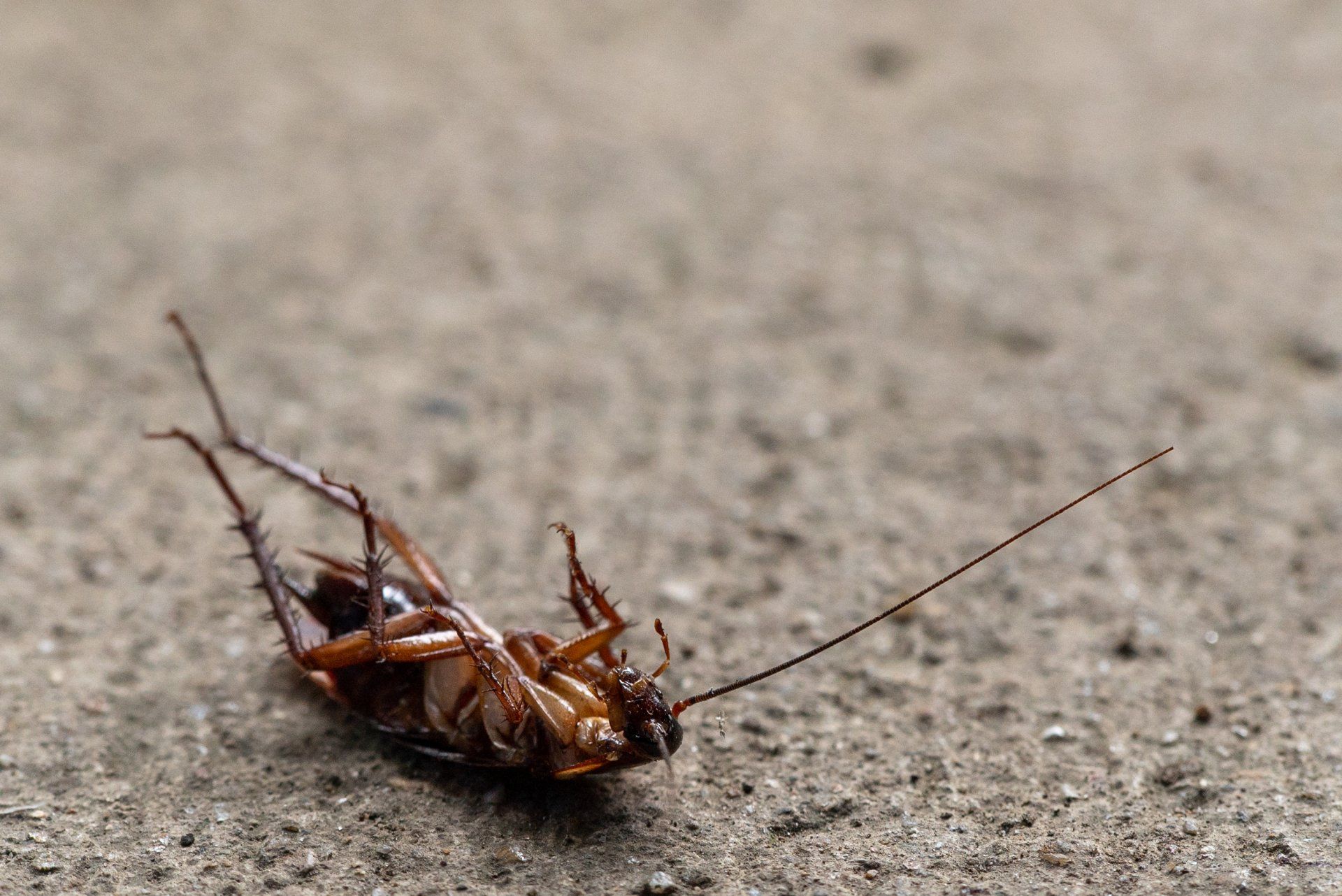 A cockroach is laying on its back on the ground.