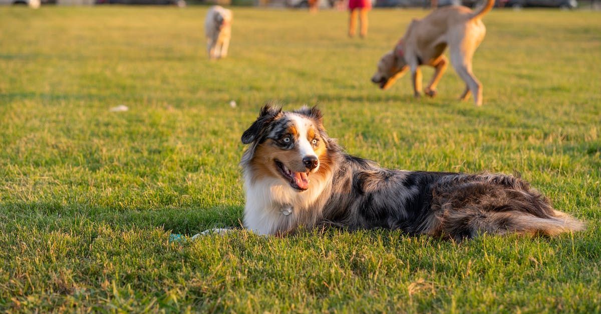 Dog chilling at the dog park