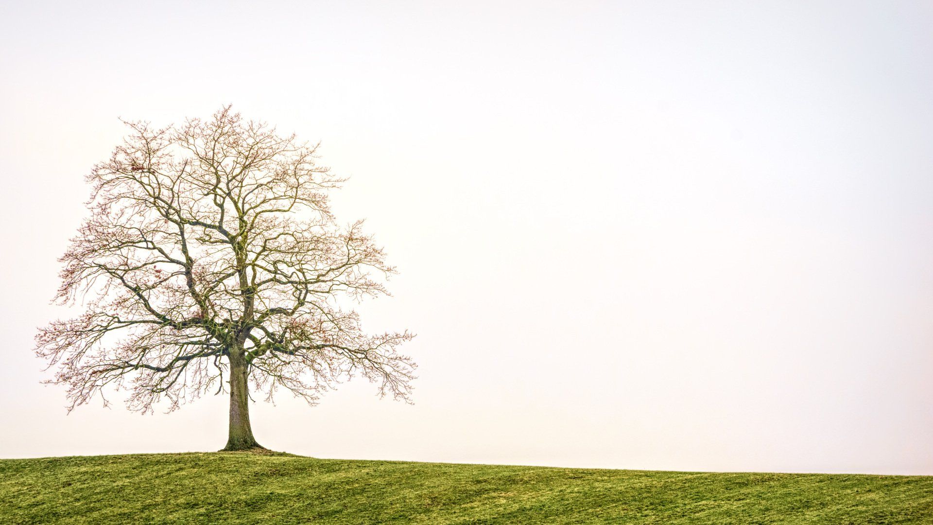 Baum