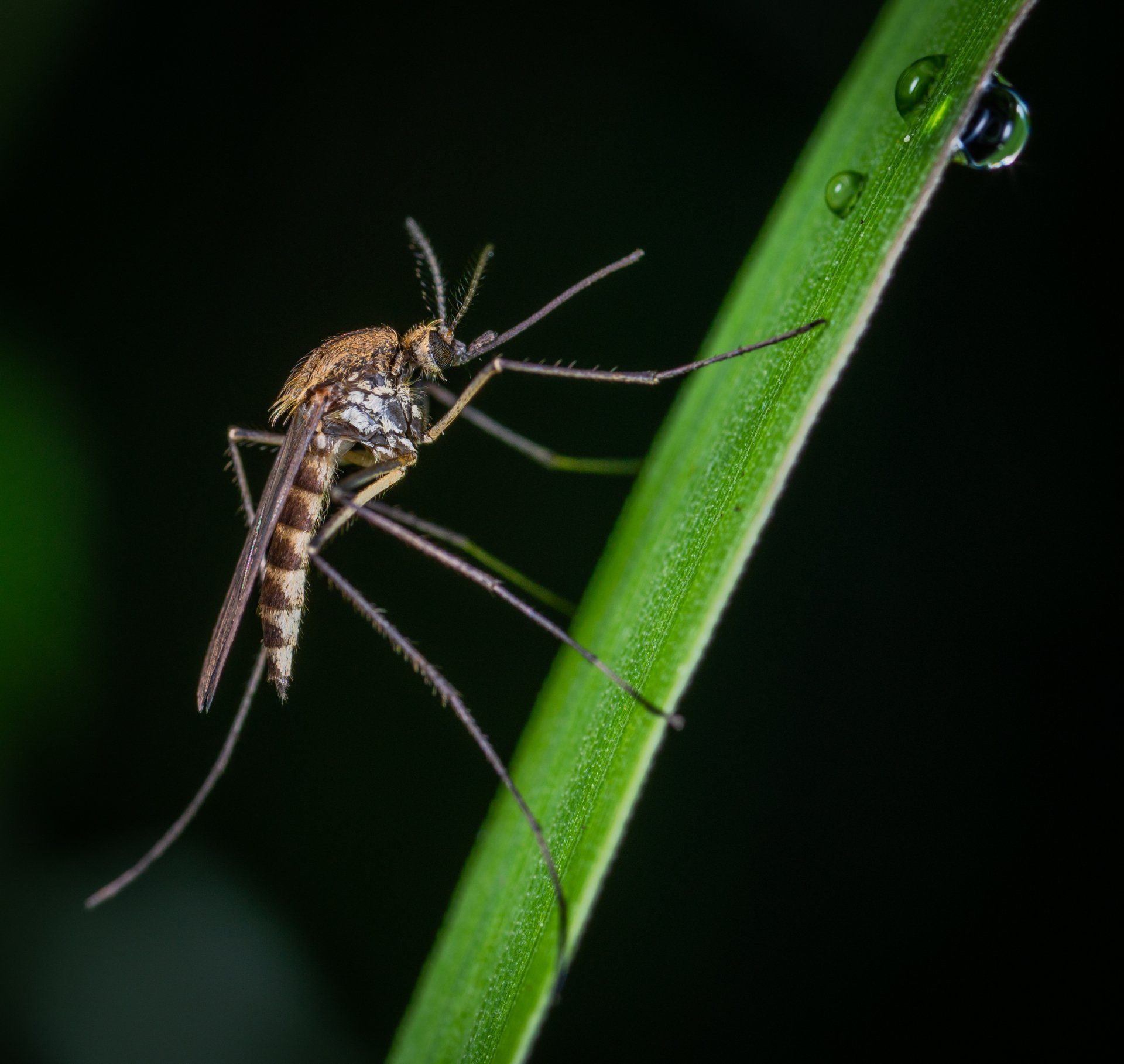 a mosquito is sitting on a piece of paper in the dark .