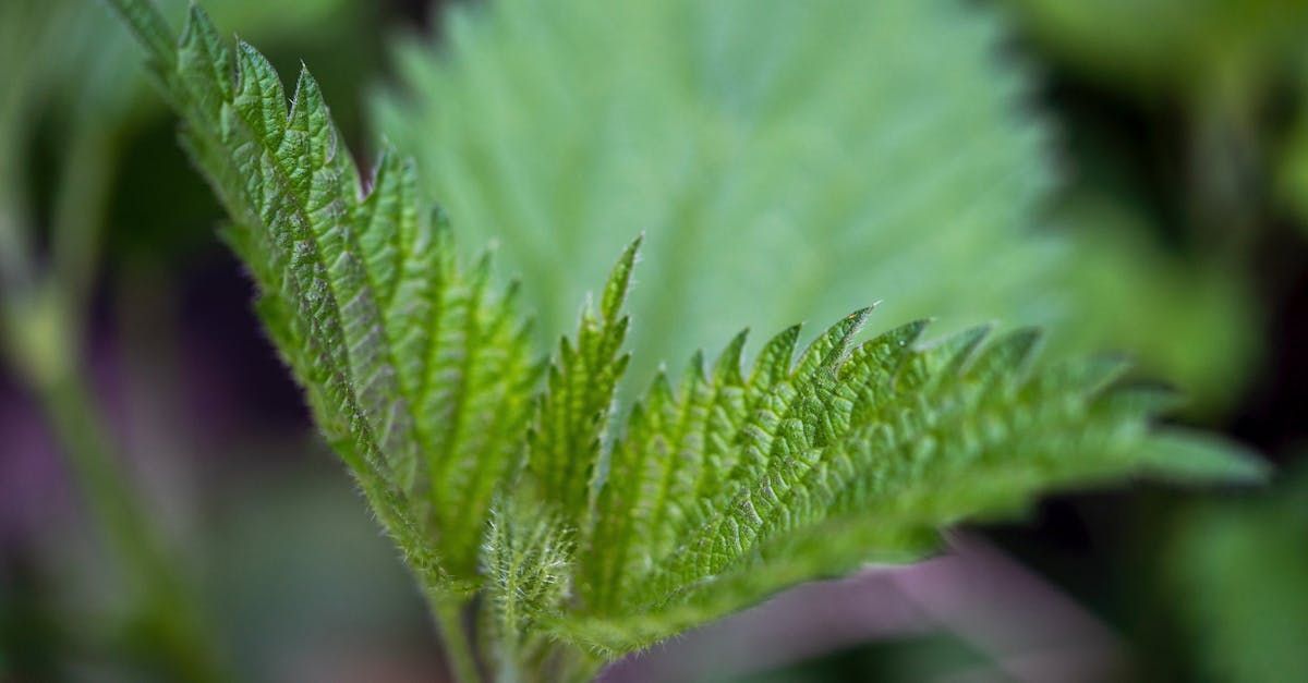 A close up of a green leaf of a plant.