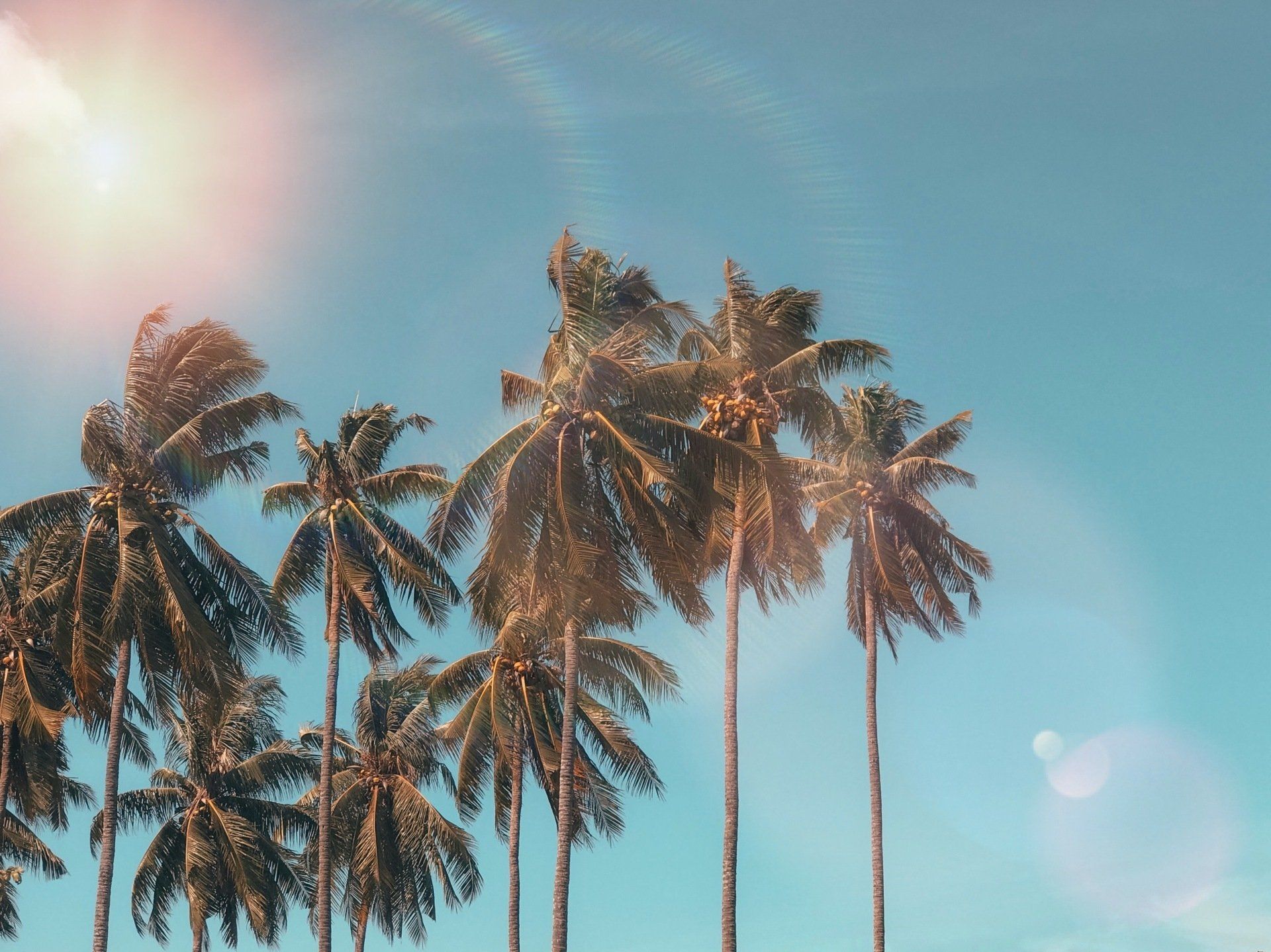 Palm trees in Florida