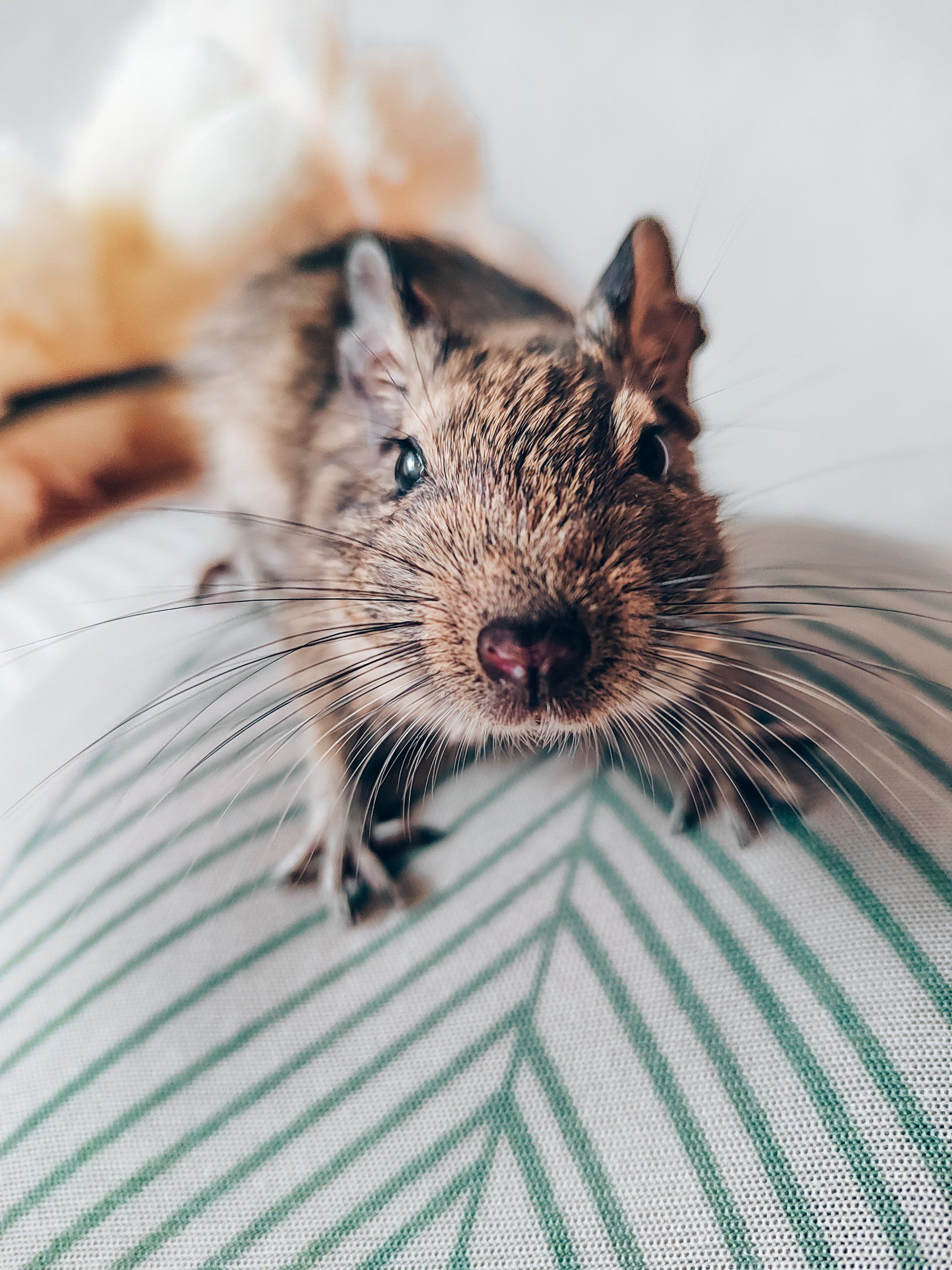 Close-up of a small rodent standing on a patterned cushion, with a blurred warm background, suggesting animal control context in Columbus Ohio
