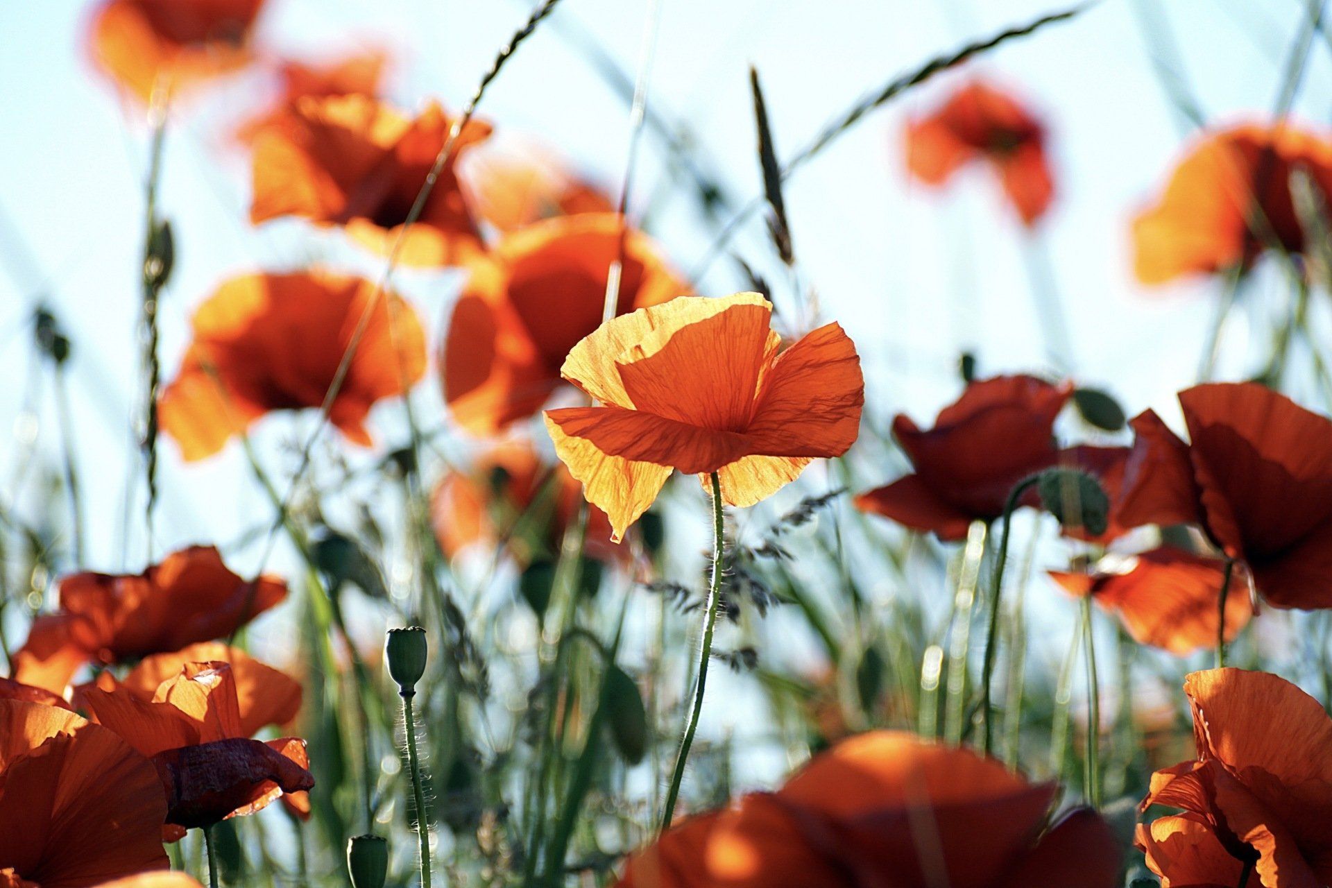 a field of red poppies against a blue sky