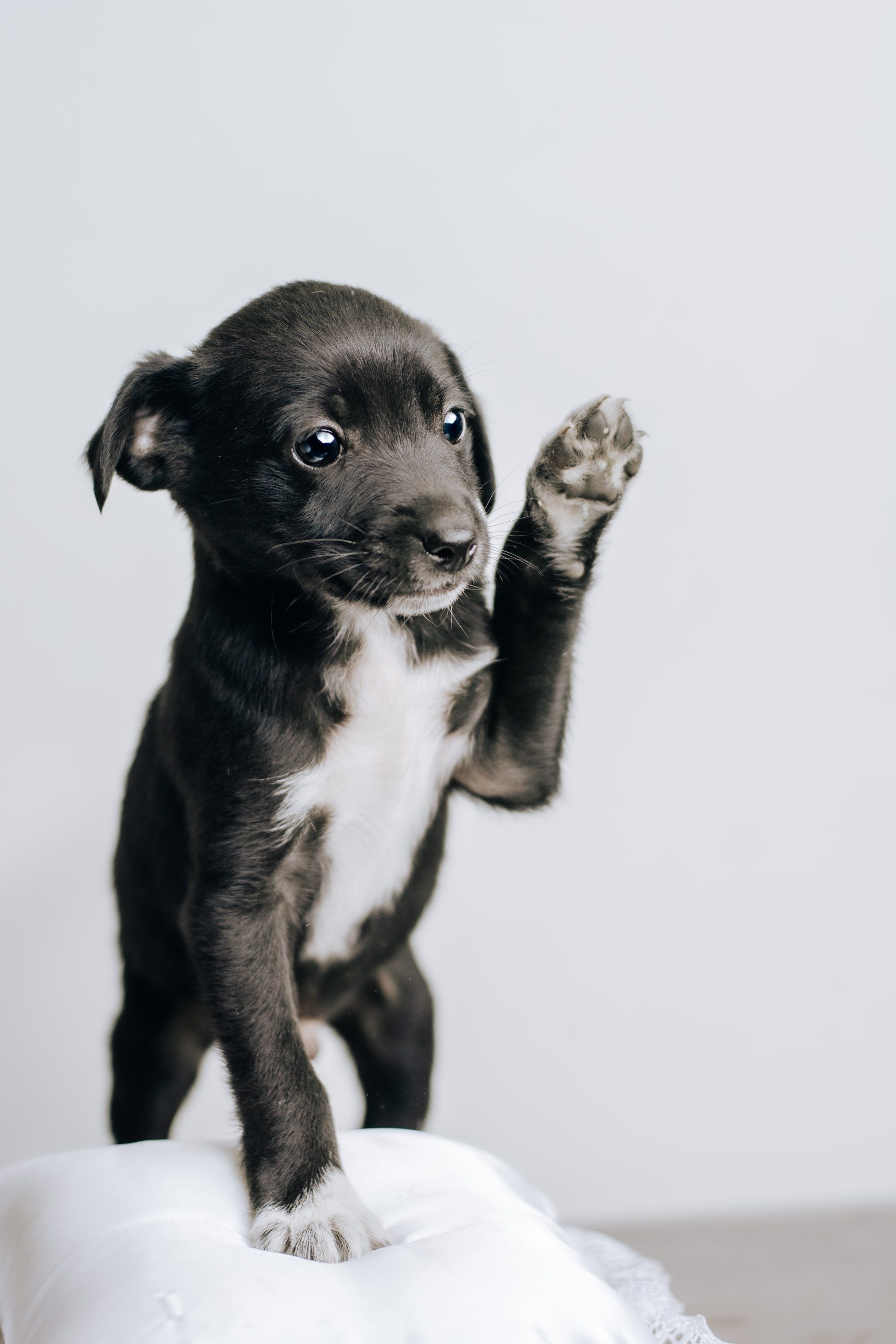 Puppy Classes