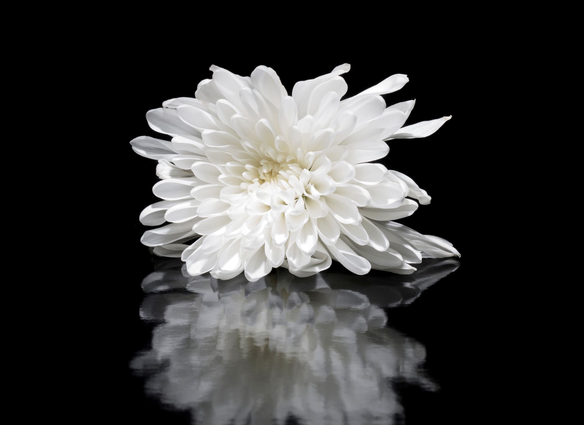 White chrysanthemum flower on a black background with a mirrored reflection